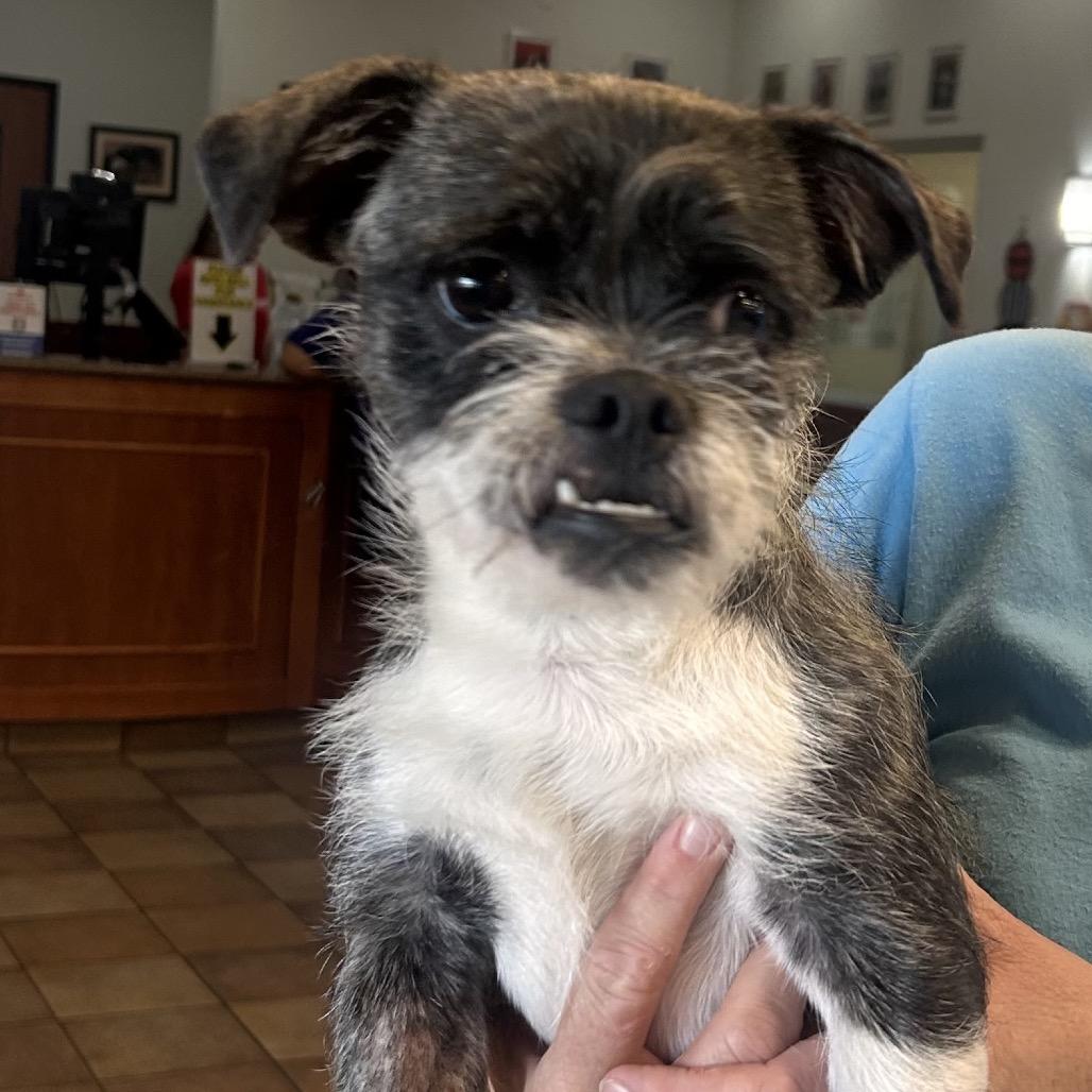 Harmon, Adoptable, Young Male Terrier.