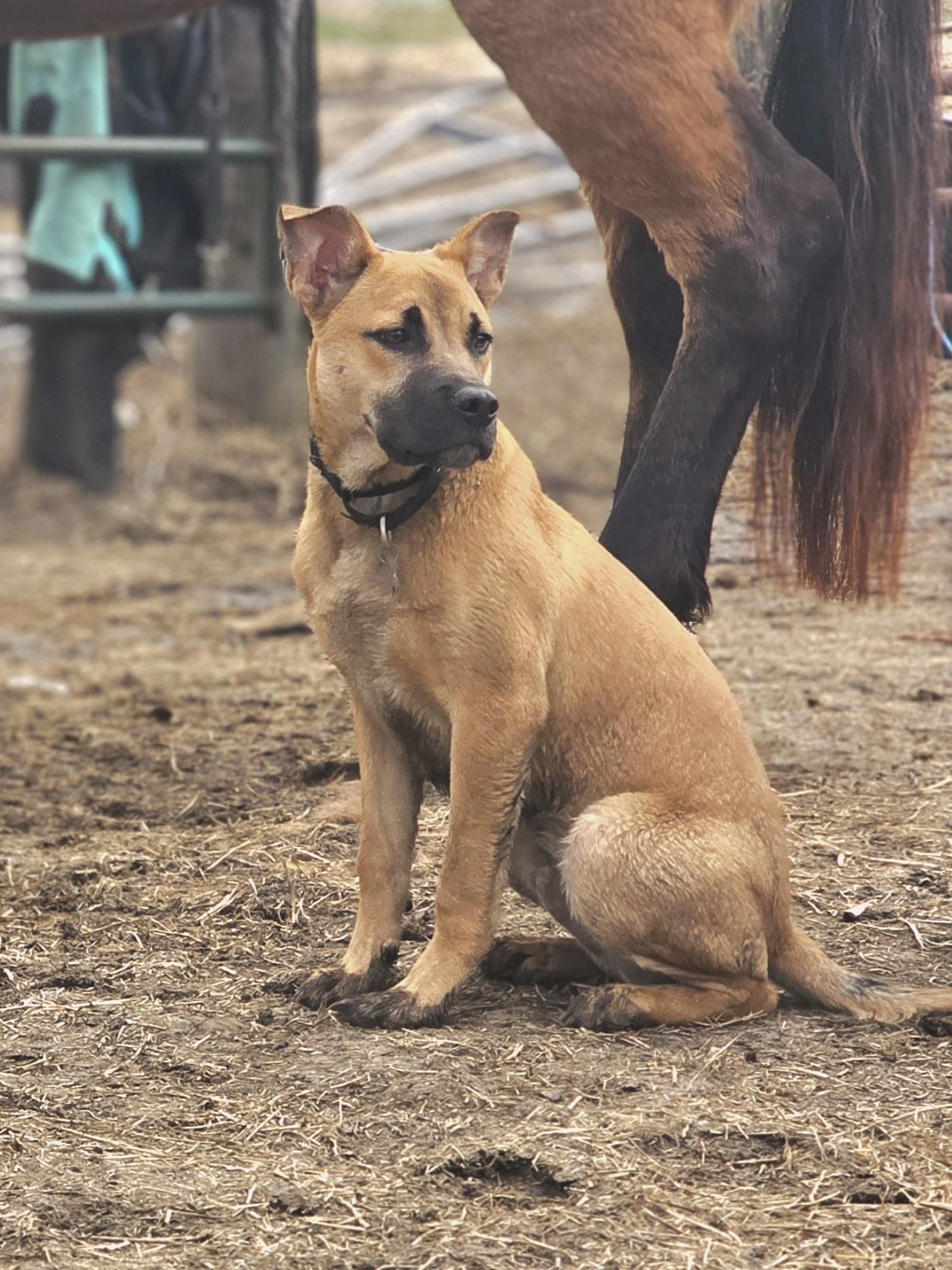 Cash , a ADOPTABLE mixed breed in Walthill, NE image 2/6