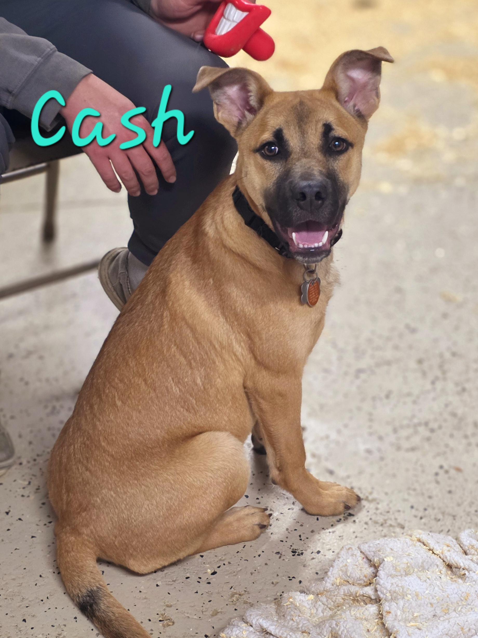 Cash , a ADOPTABLE mixed breed in Walthill, NE image 4/6