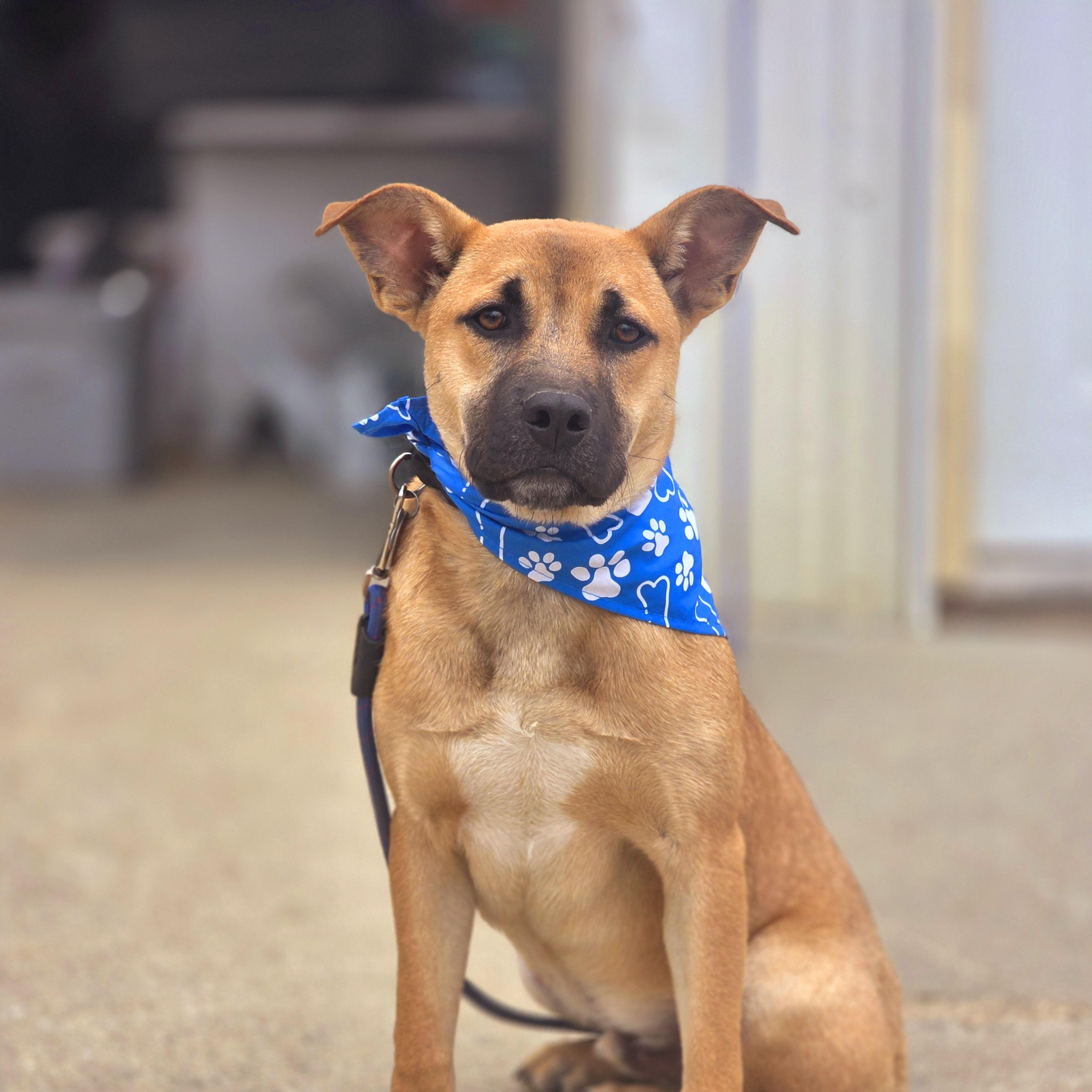 Cash , a ADOPTABLE mixed breed in Walthill, NE image 1/6