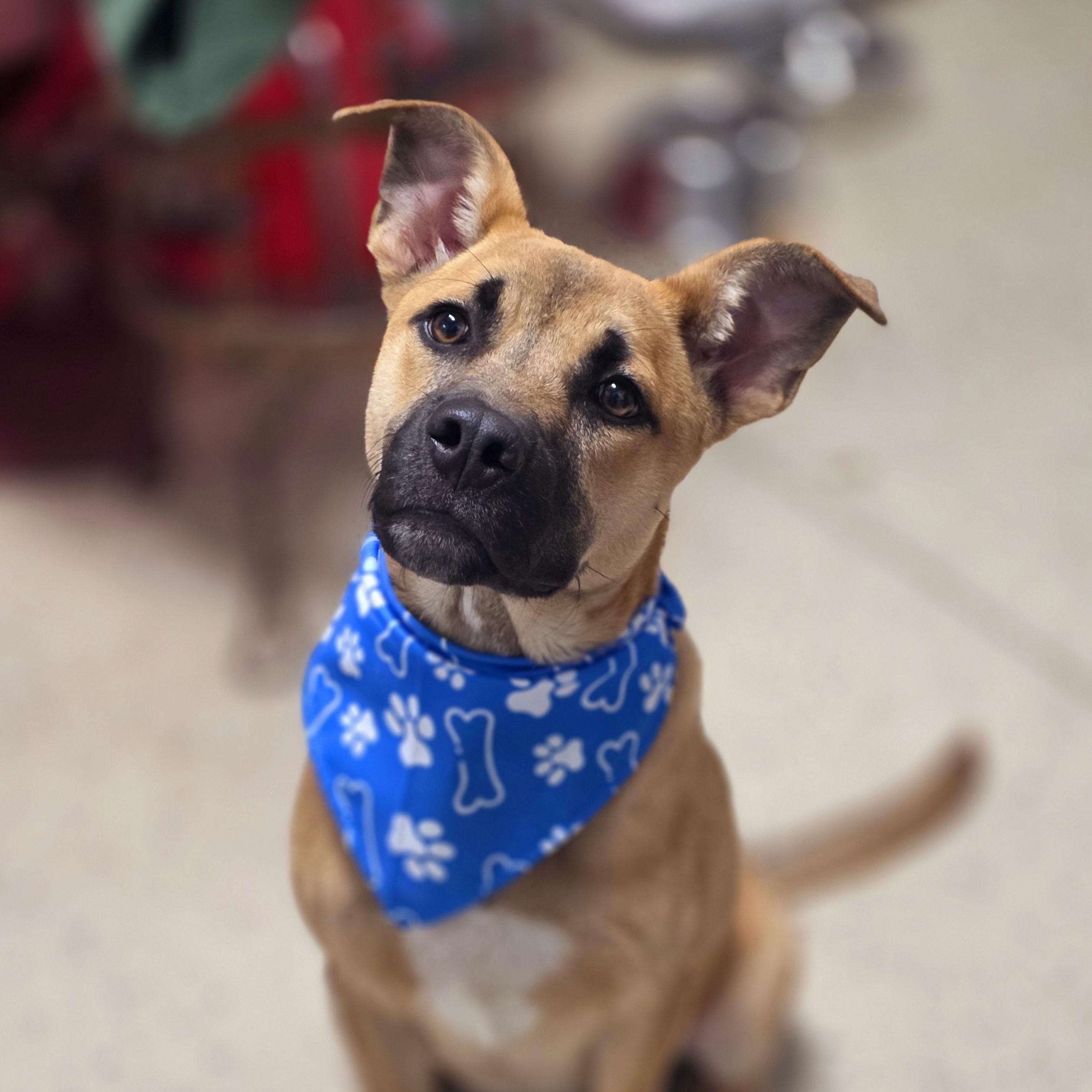 Cash , a ADOPTABLE mixed breed in Walthill, NE image 3/6