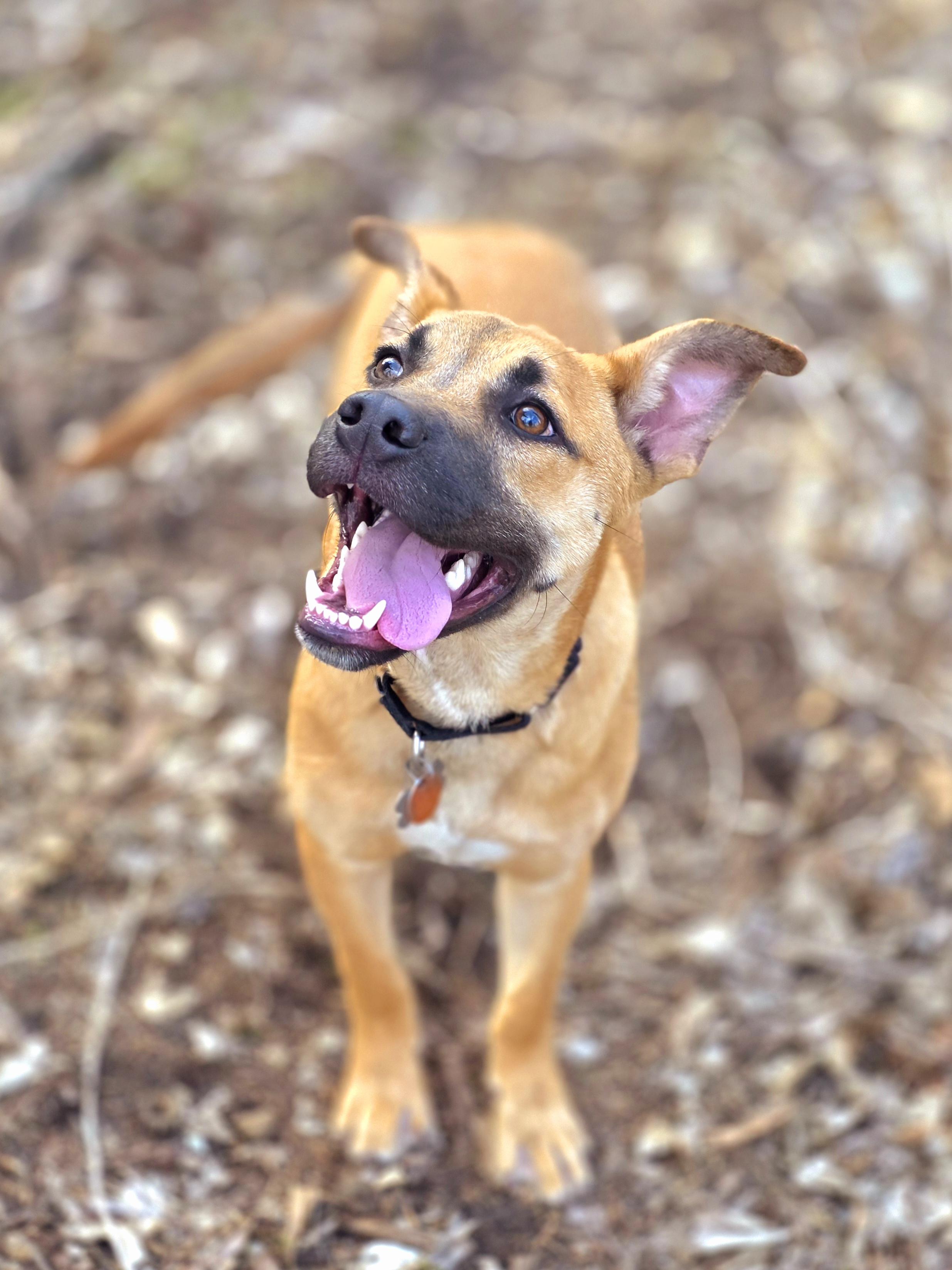 Cash , a ADOPTABLE mixed breed in Walthill, NE image 5/6