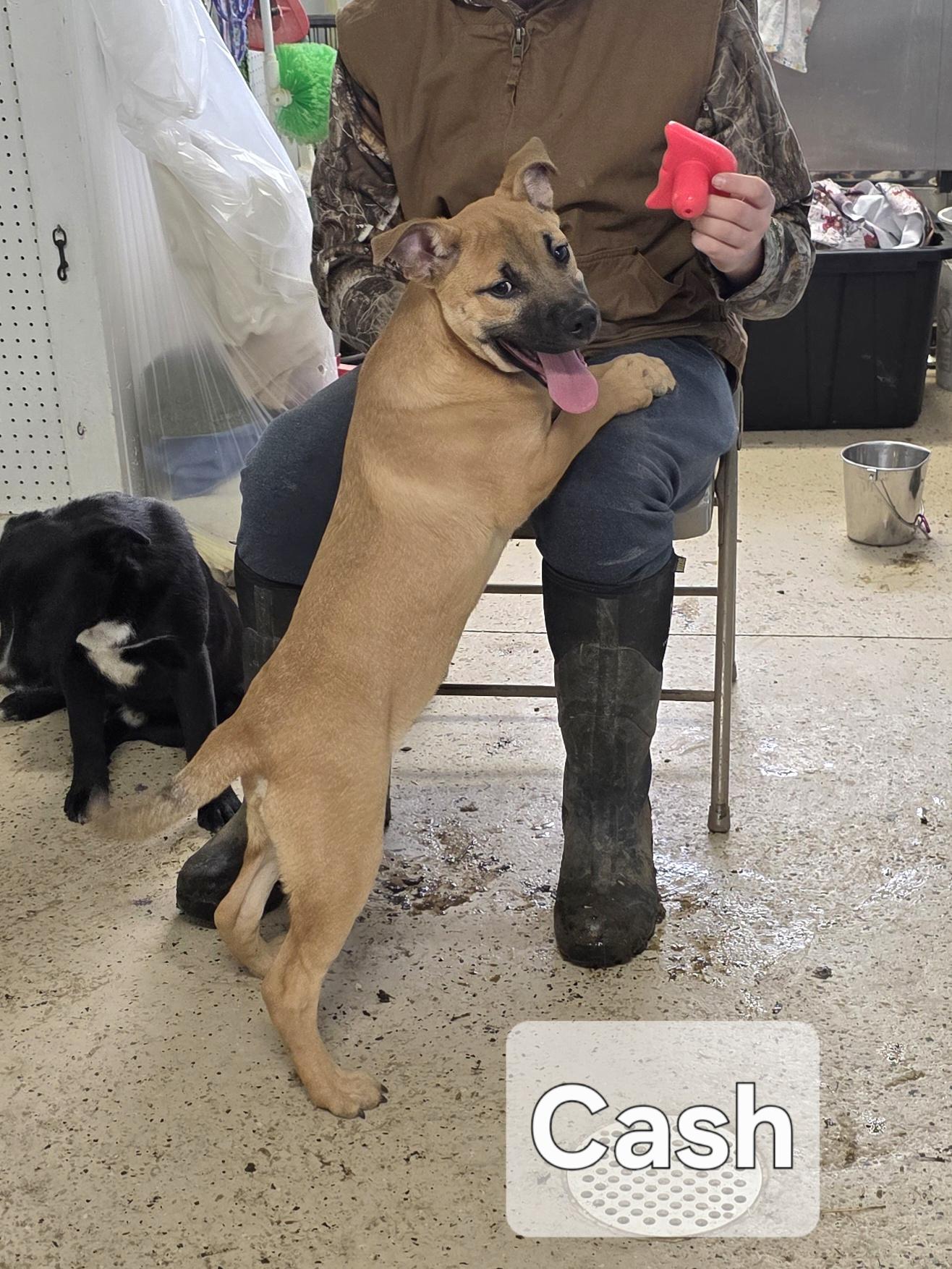 Cash , a ADOPTABLE mixed breed in Walthill, NE image 6/6