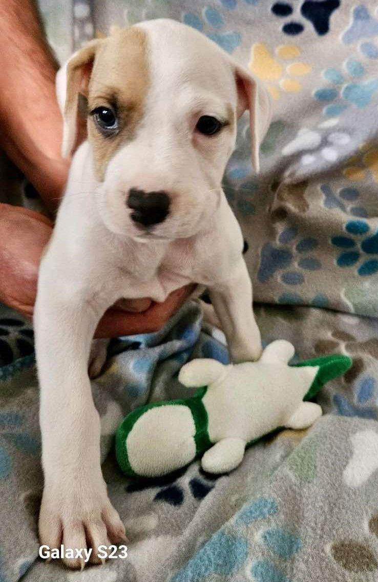August, Adopted, Puppy Male Boxer.
