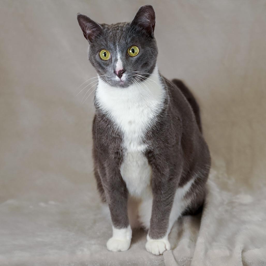 Caspar, Adoptable, Adult Male Domestic Short Hair.