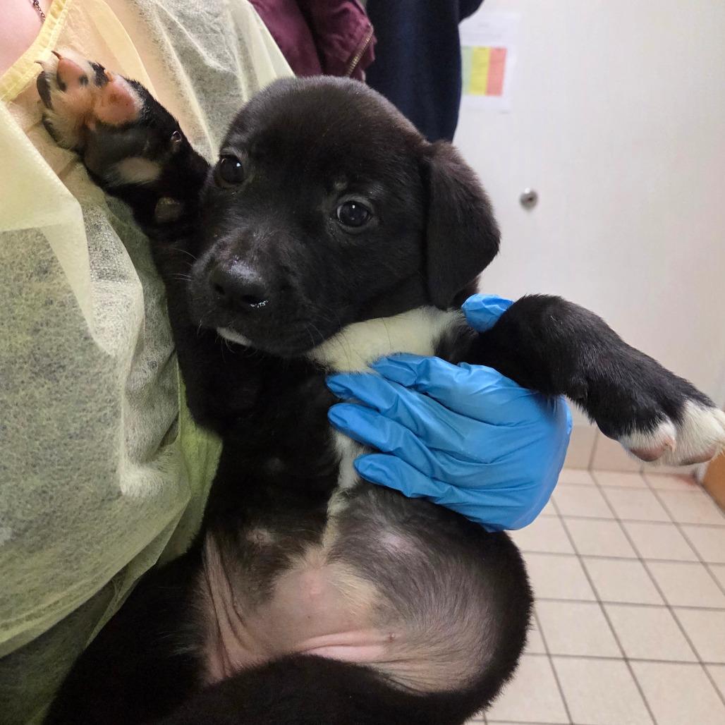 Tico, Adoptable, Puppy Female Mixed Breed.