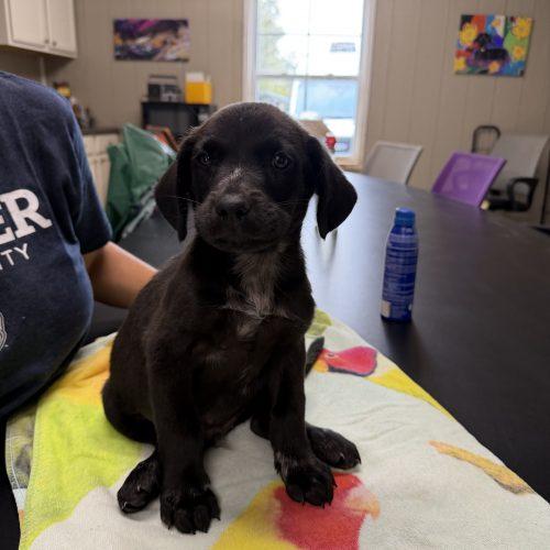 Enlarge Yaz, a Adoptable mixed breed in Bellmawr, NJ image 1/1