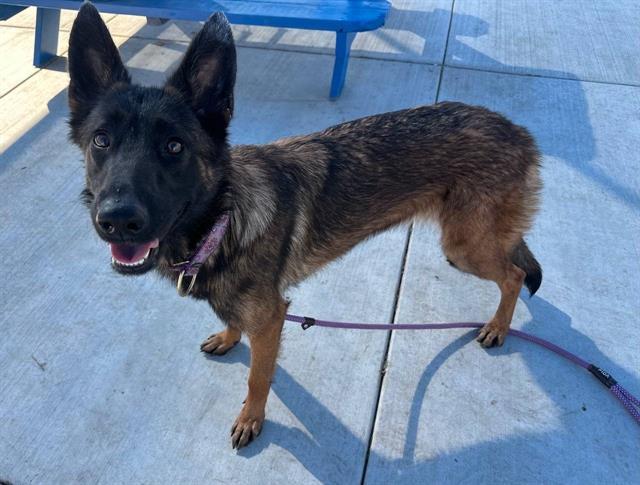 Enlarge OONA, a Adoptable Belgian Shepherd / Malinois in Redlands, CA image 1/1