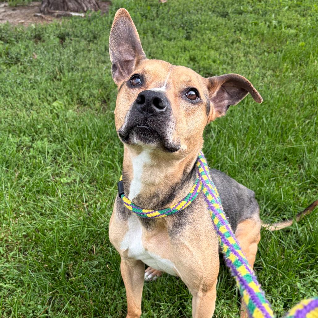 Black Bean, Adoptable, Adult Male Mixed Breed & None.