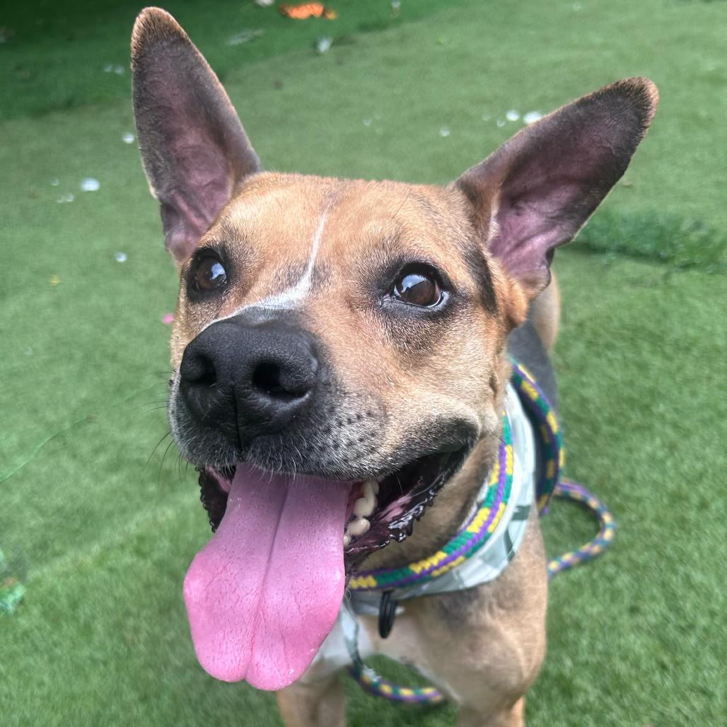 Enlarge Black Bean, a Adoptable Mixed Breed in Davenport, IA image 3/6