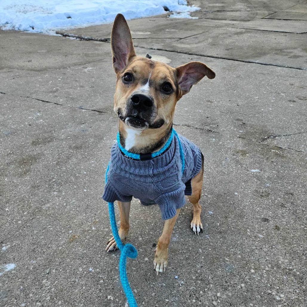 Enlarge Black Bean, a Adoptable Mixed Breed in Davenport, IA image 4/6