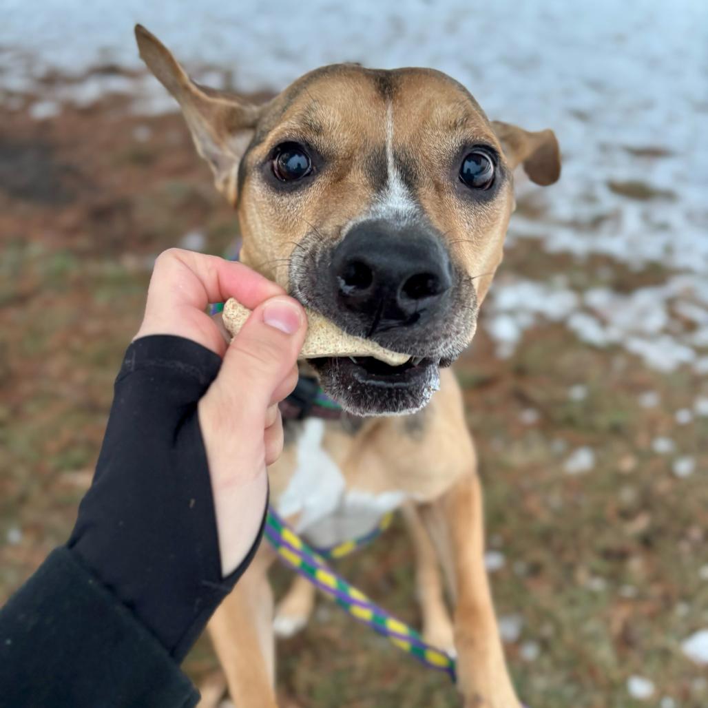 Enlarge Black Bean, a Adoptable Mixed Breed in Davenport, IA image 5/6