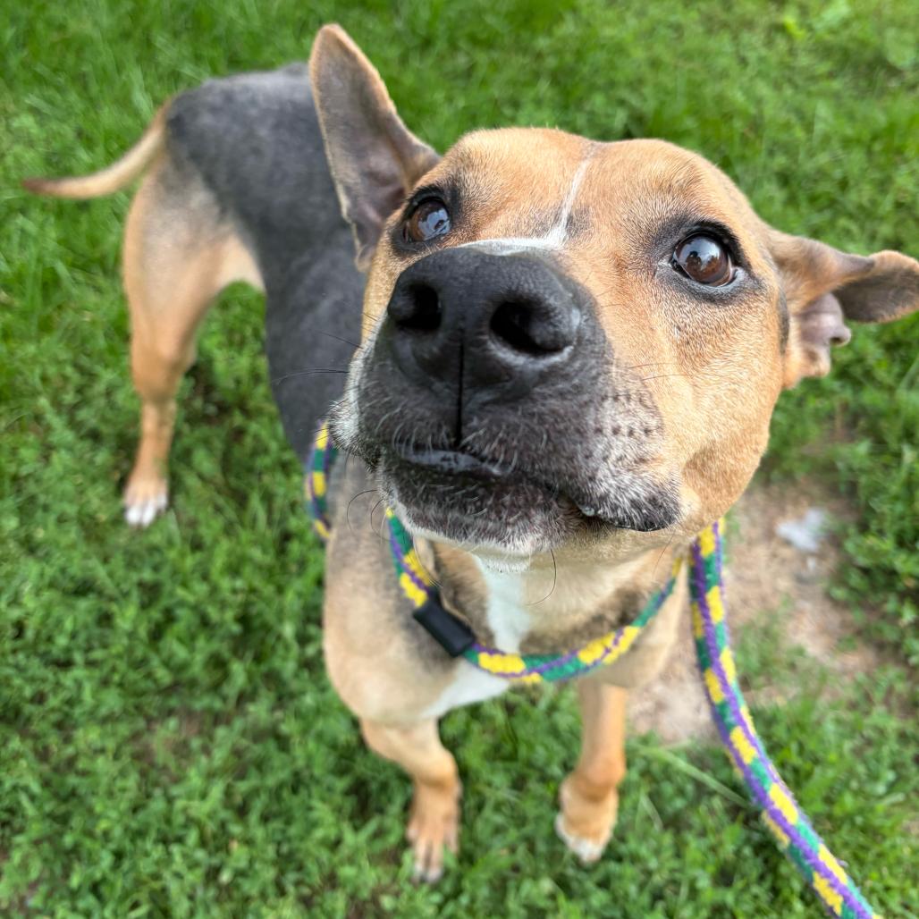 Enlarge Black Bean, a Adoptable Mixed Breed in Davenport, IA image 6/6