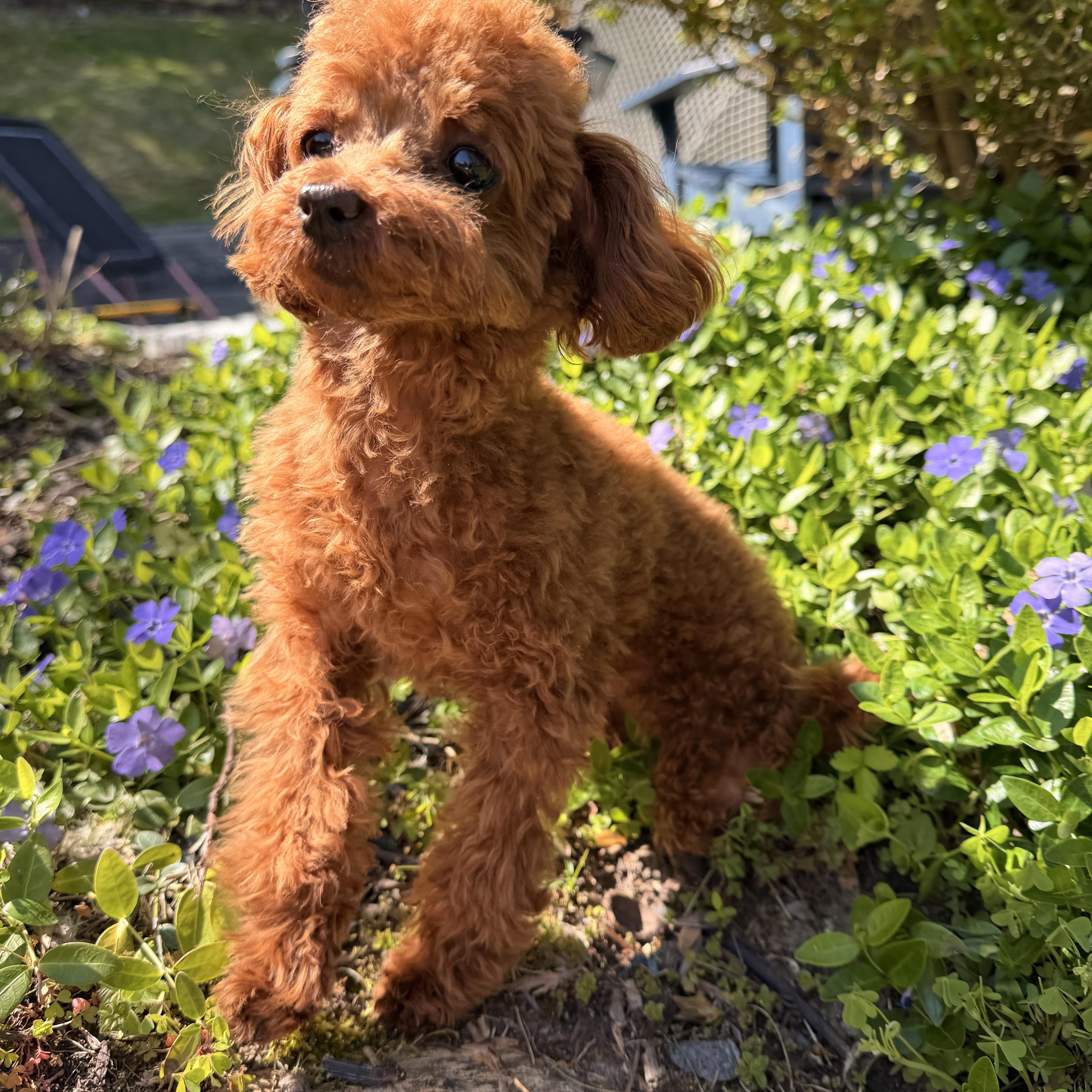 Clover , a ADOPTABLE Poodle (Toy) in Thornwood, NY image 5/5