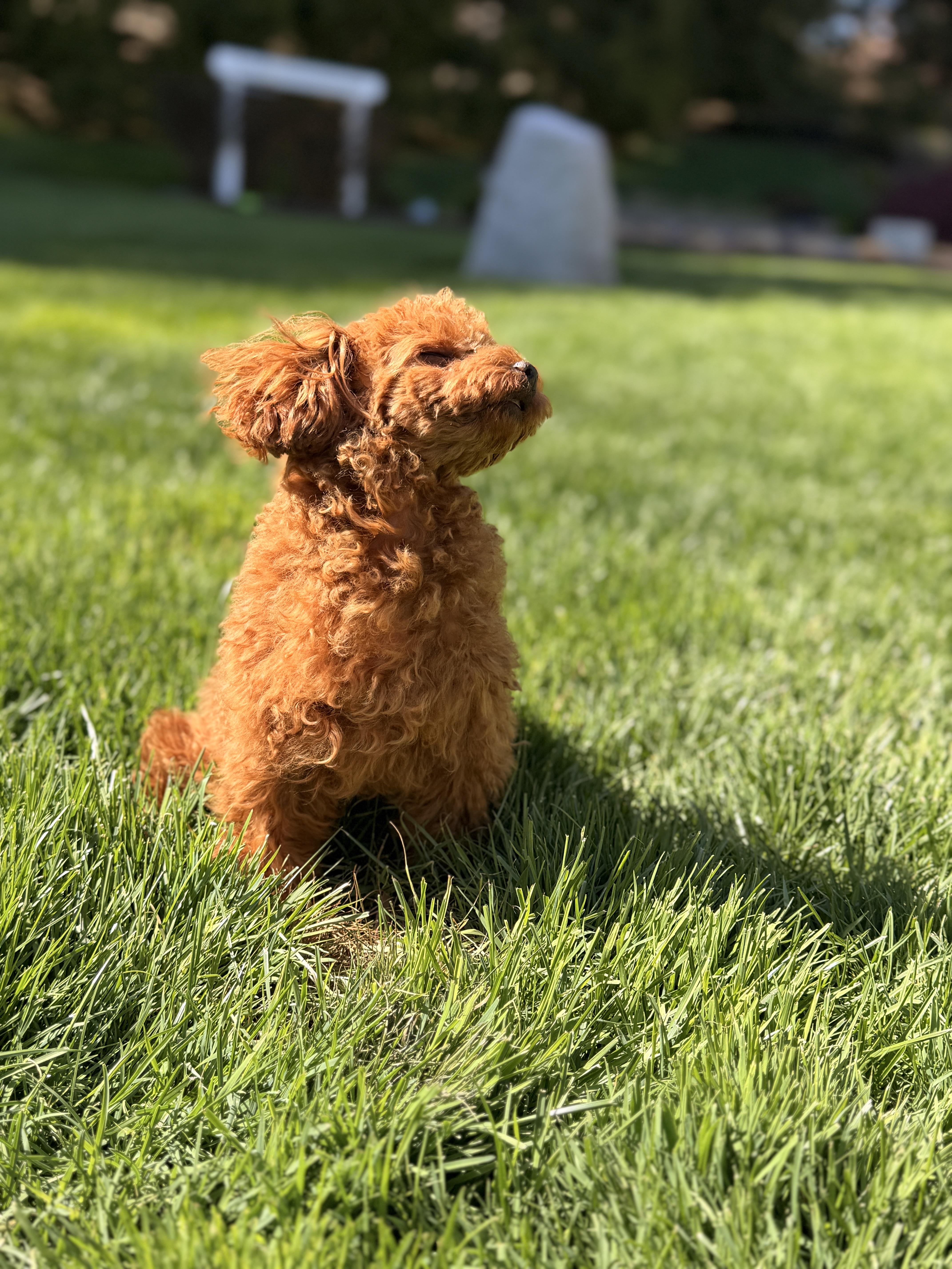 Clover , a ADOPTABLE Poodle (Toy) in Thornwood, NY image 4/5