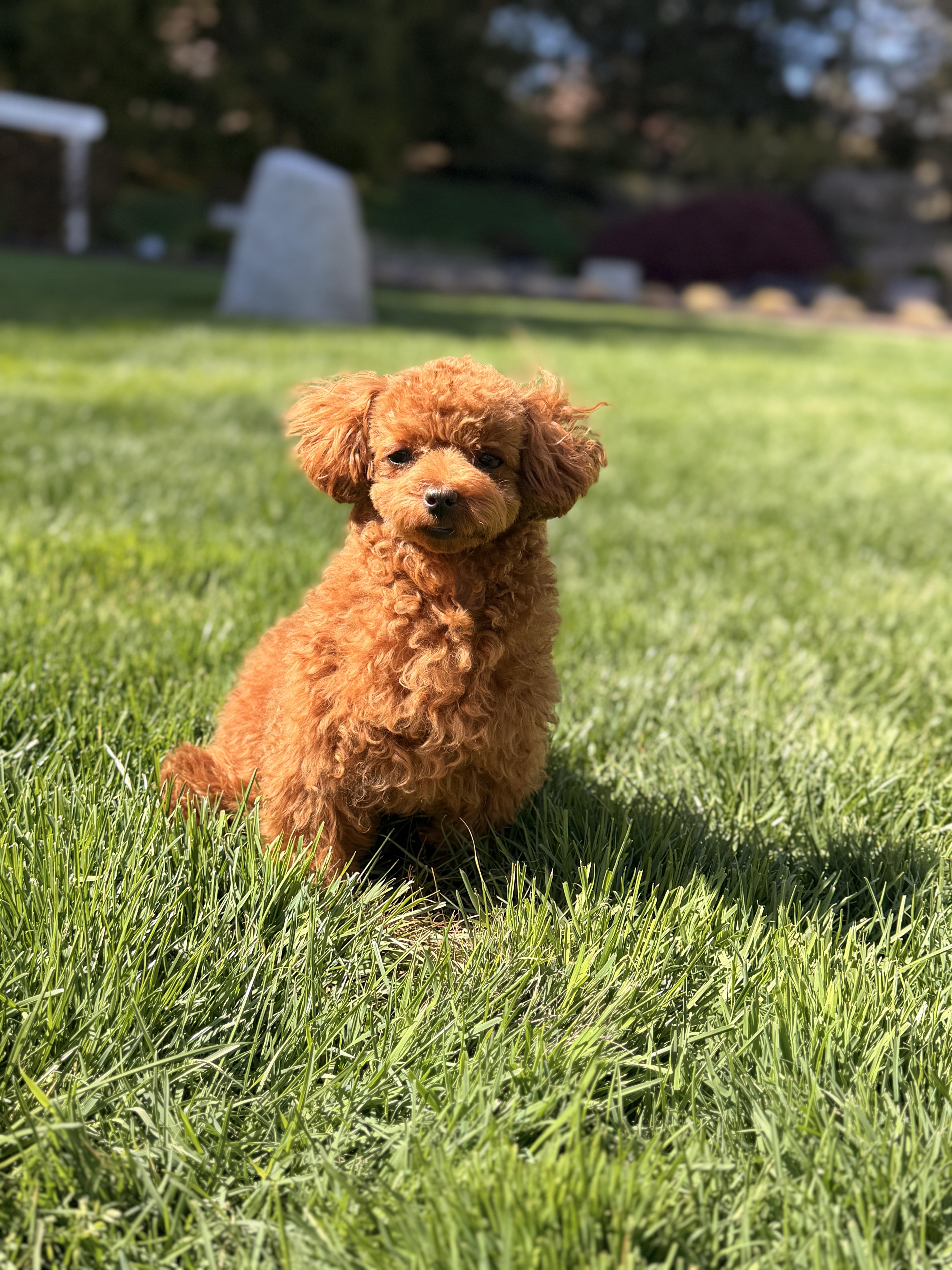 Clover , a ADOPTABLE Poodle (Toy) in Thornwood, NY image 3/5