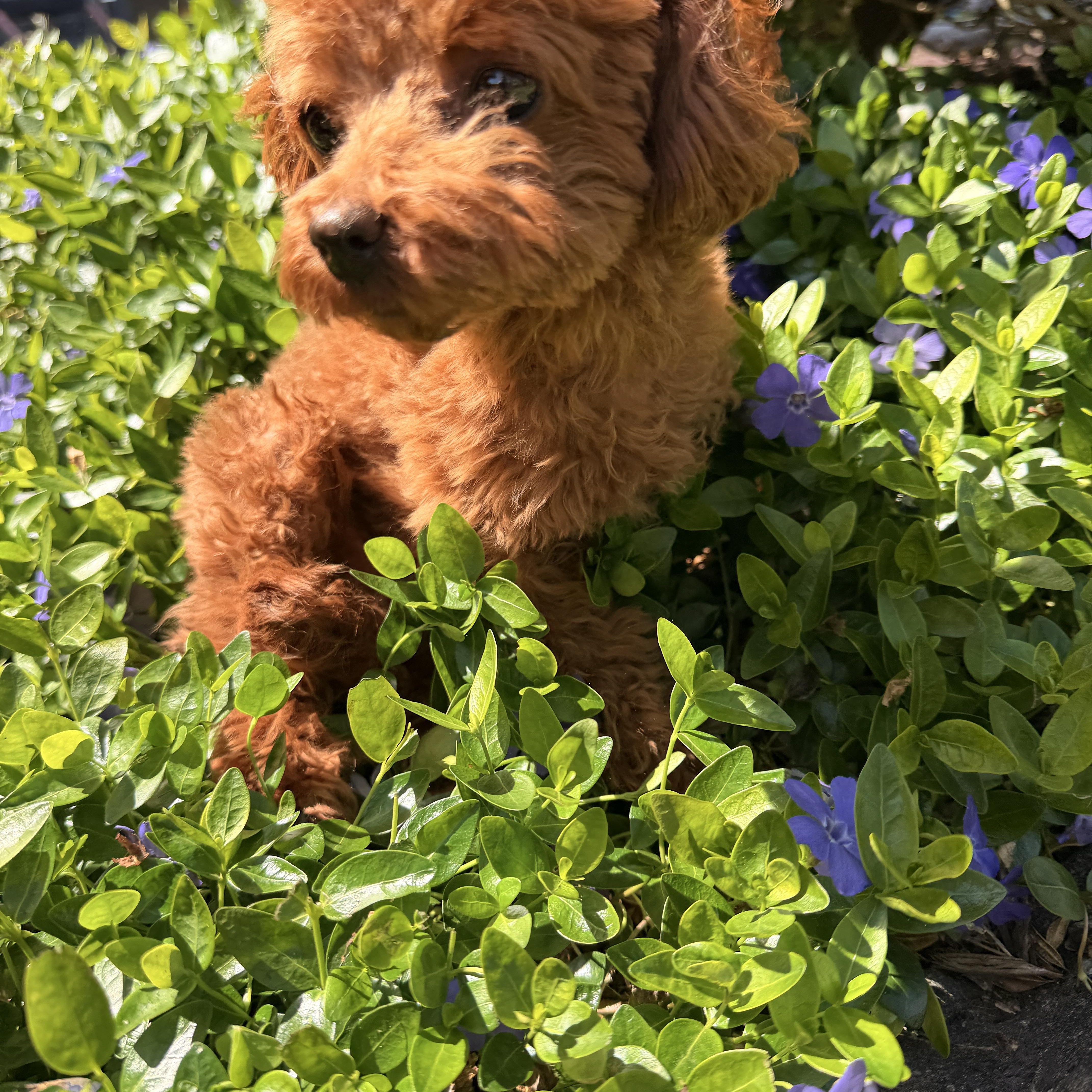 Clover , a ADOPTABLE Poodle (Toy) in Thornwood, NY image 2/5