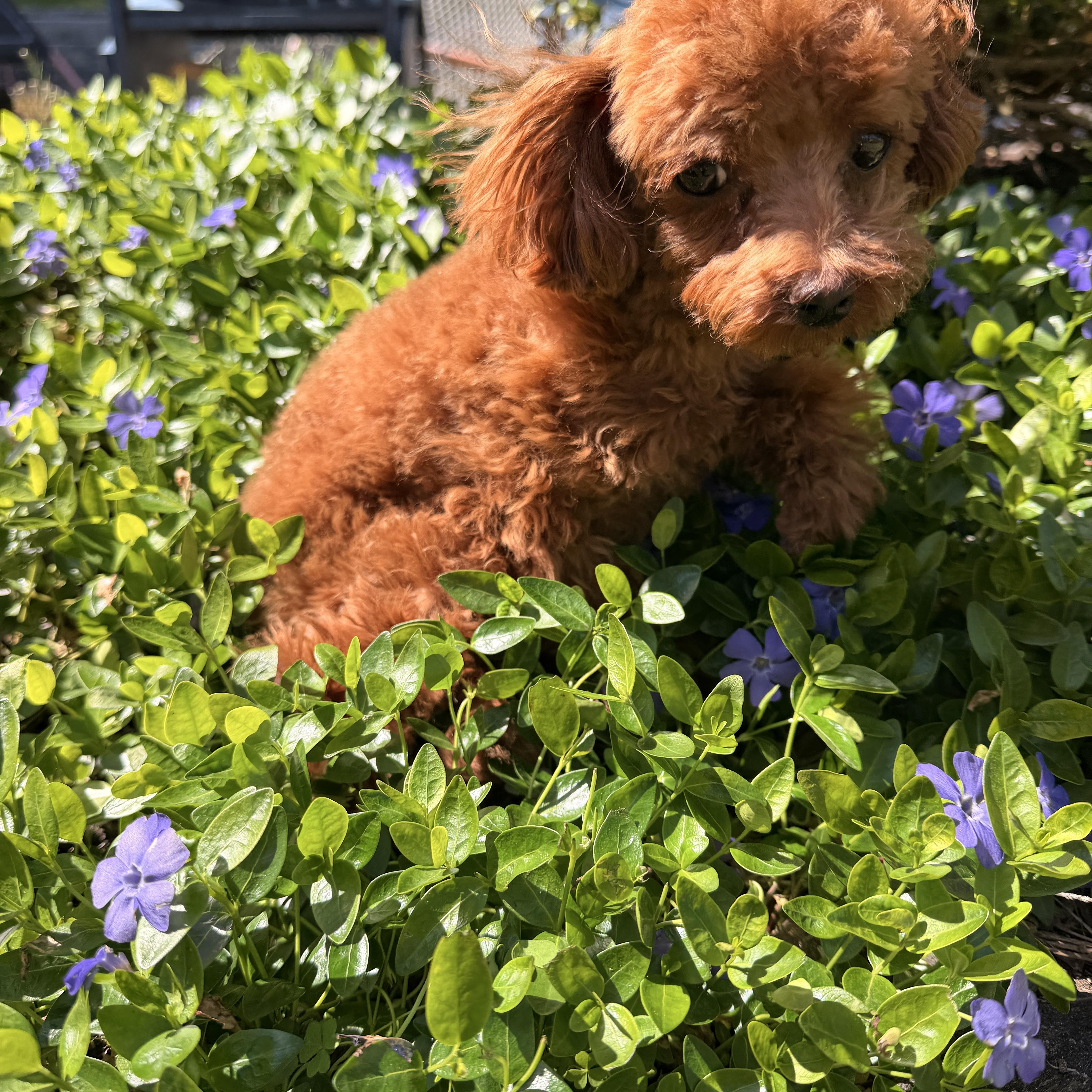 Clover , a ADOPTABLE Poodle (Toy) in Thornwood, NY image 1/5