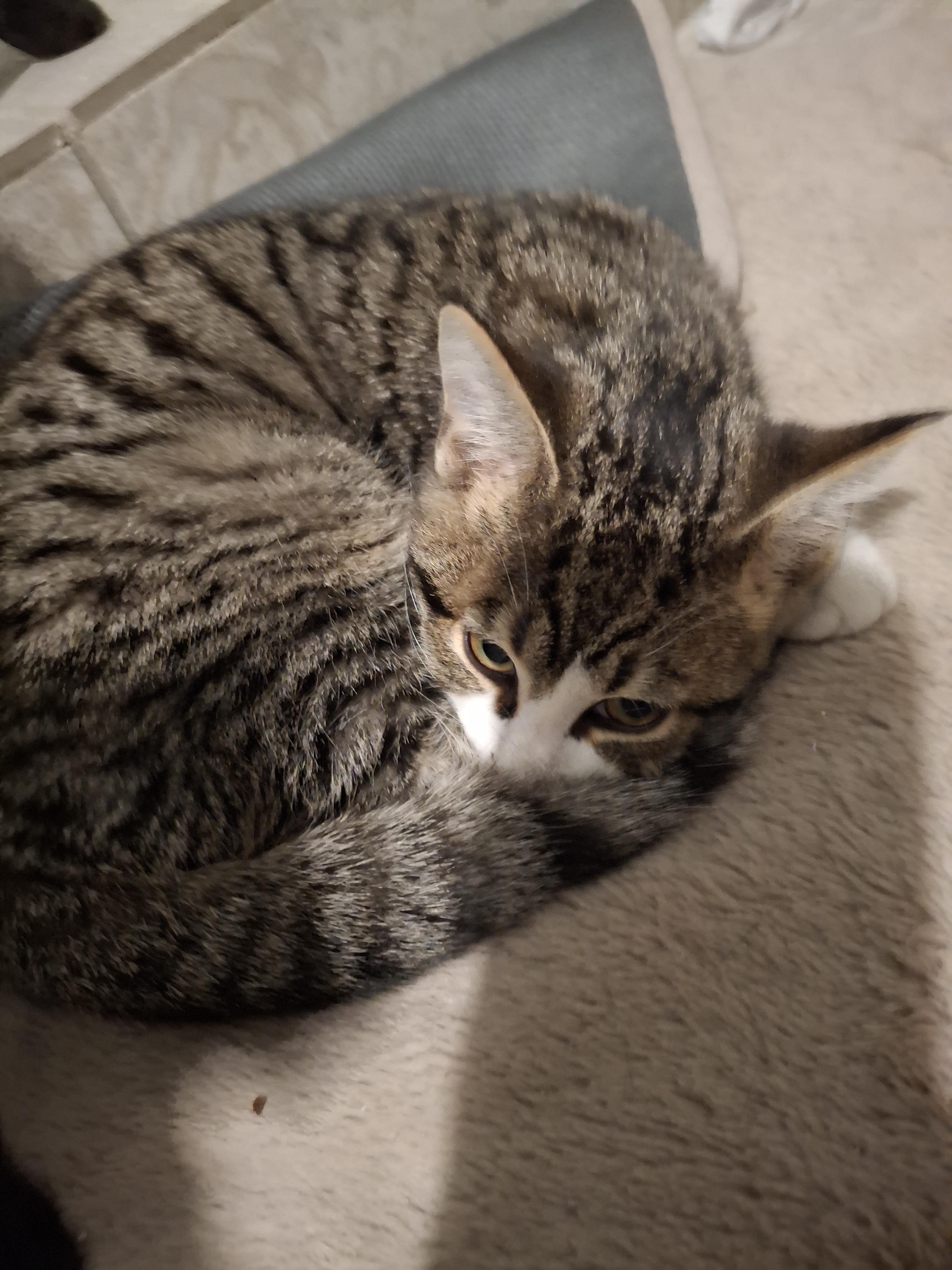 Enlarge Jr. Cheeks, a ADOPTABLE Tabby in Lawrenceville, GA image 3/3