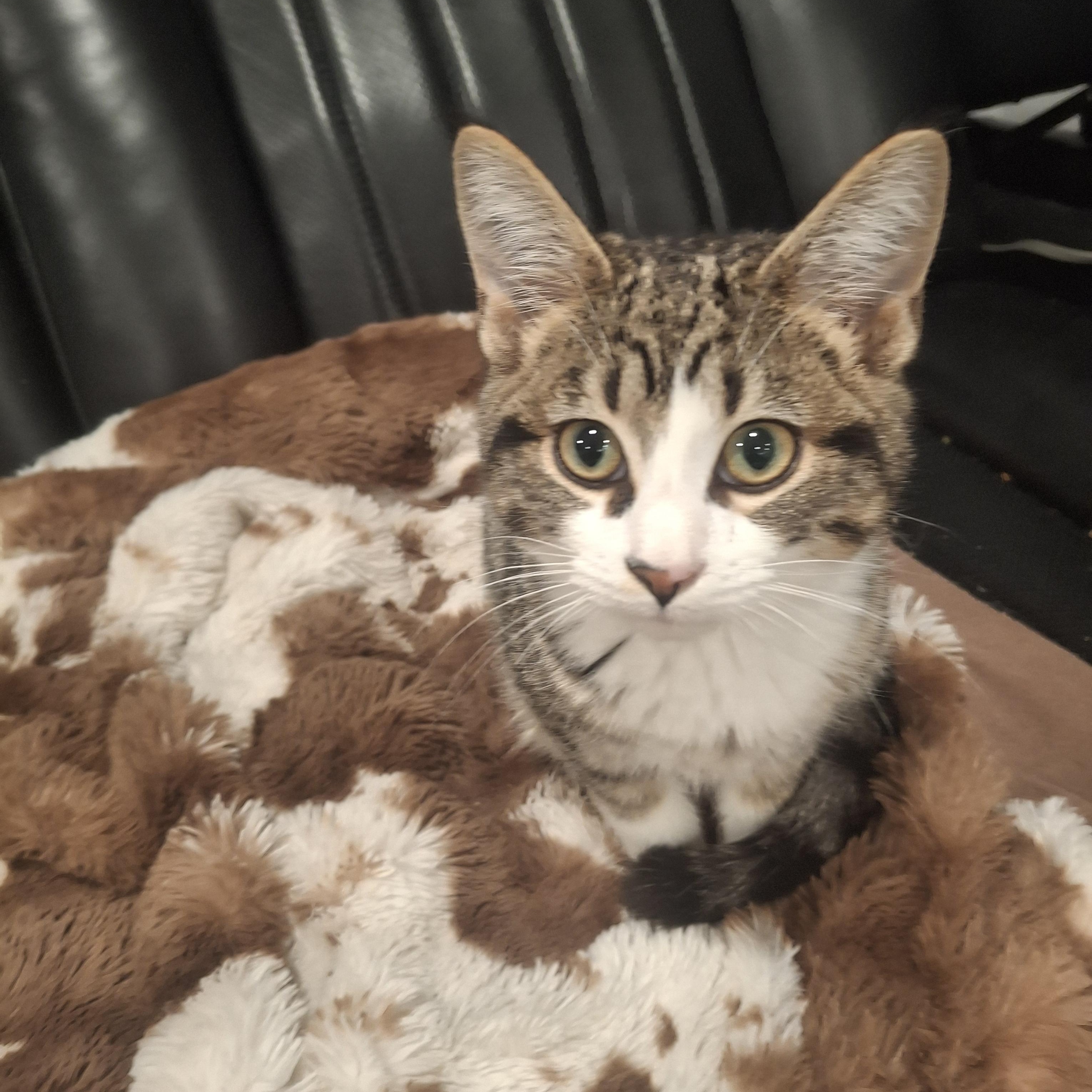 Enlarge Jr. Cheeks, a ADOPTABLE Tabby in Lawrenceville, GA image 1/3