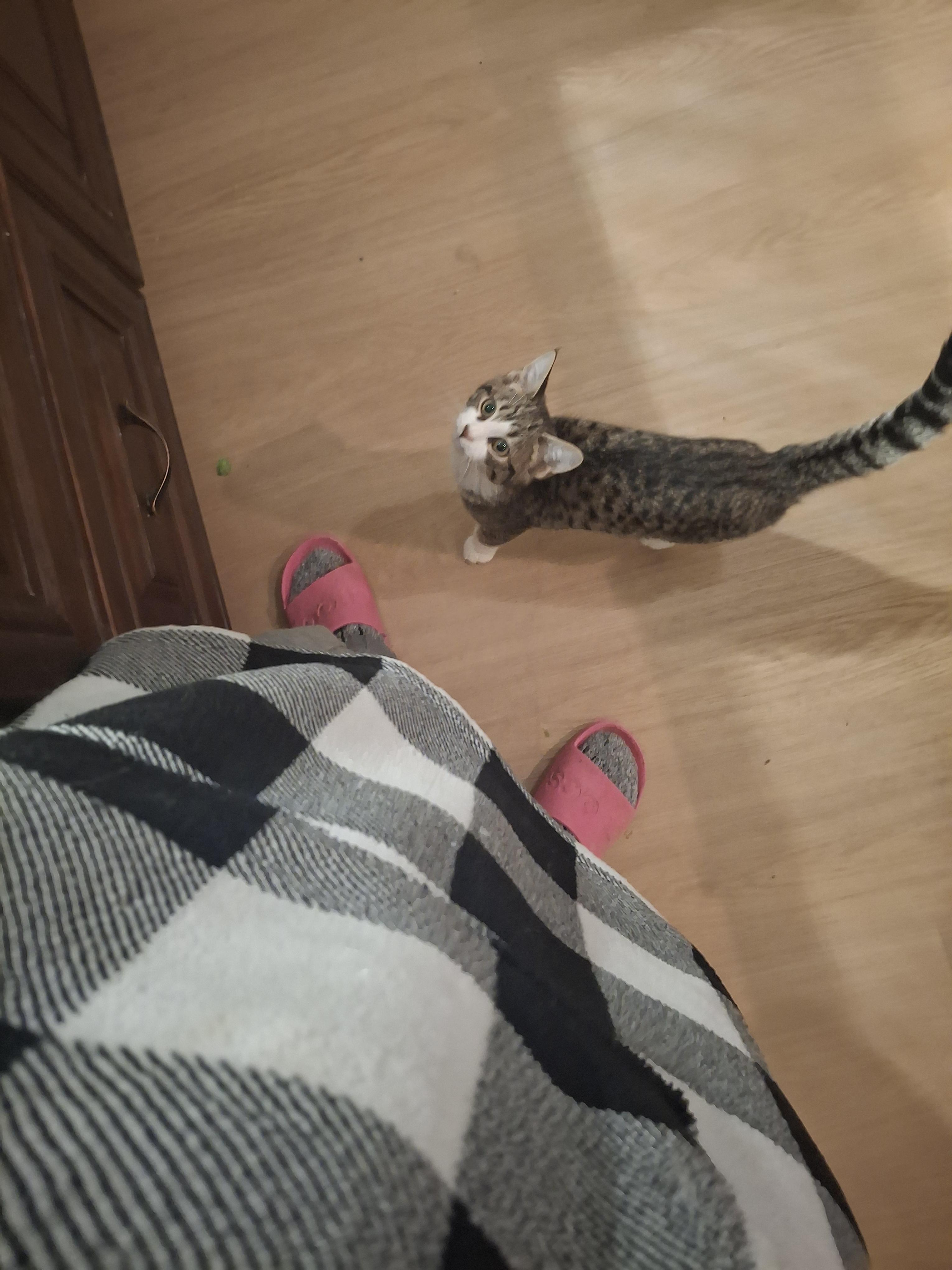 Enlarge Jr. Cheeks, a ADOPTABLE Tabby in Lawrenceville, GA image 2/3