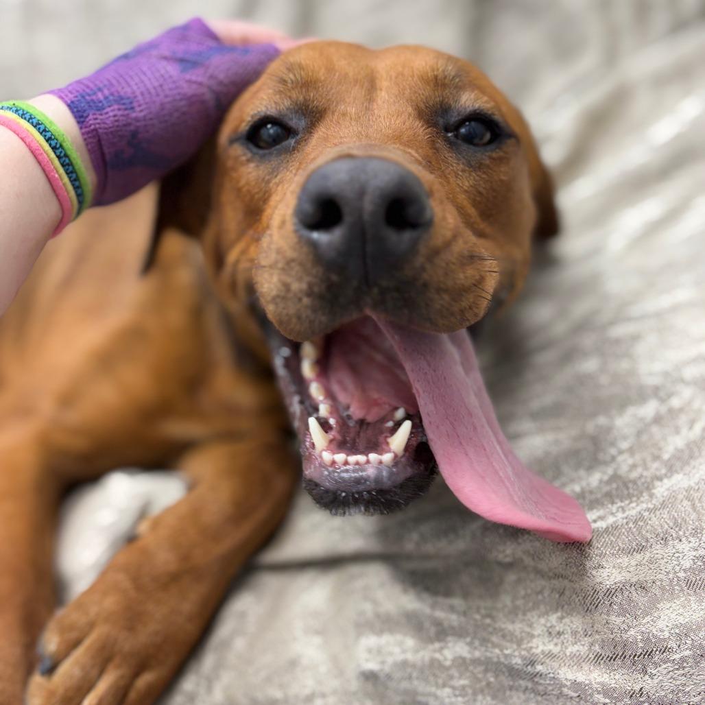 Enlarge Blossom, an adopted mixed breed in Monticello, IA image 1/6