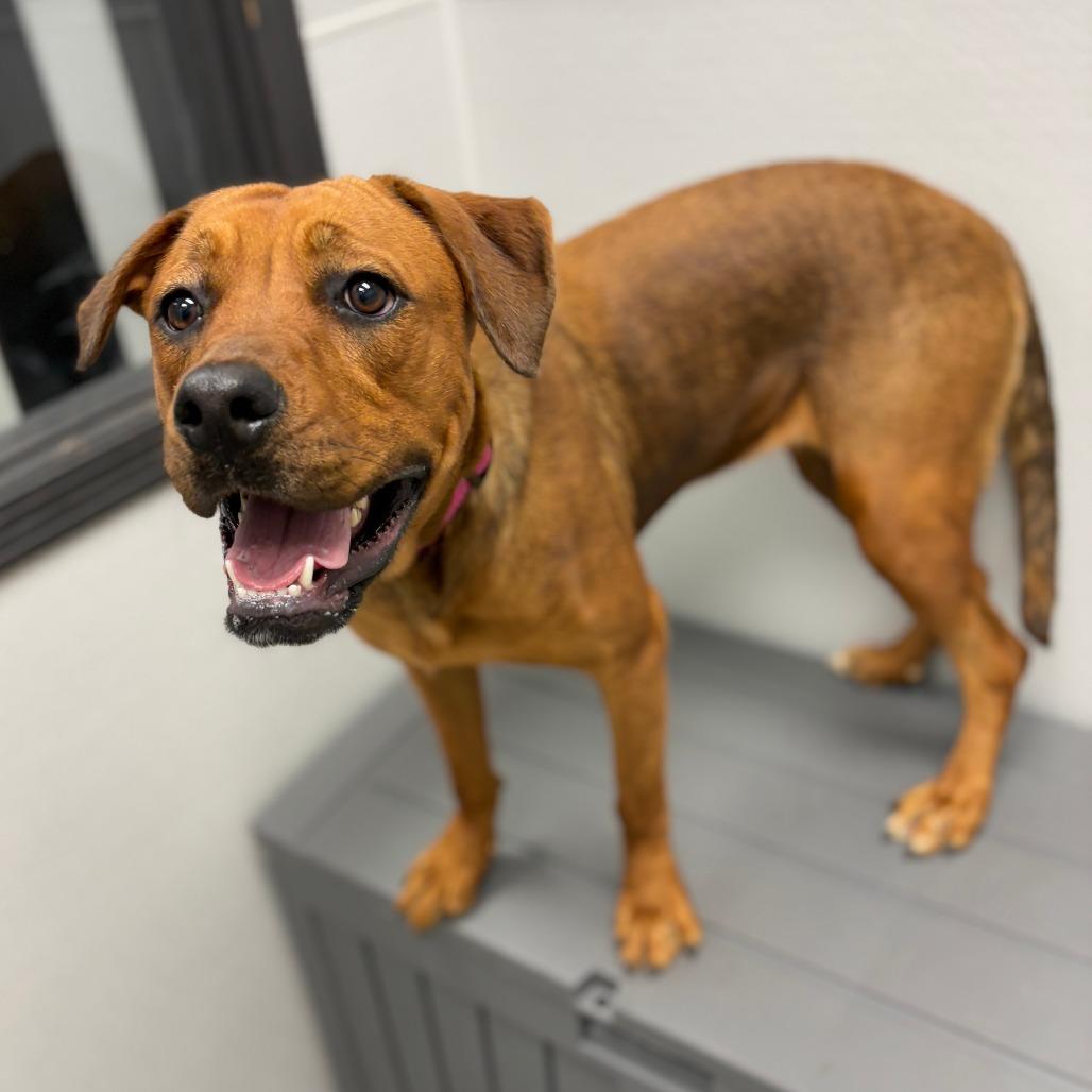 Enlarge Blossom, an adopted mixed breed in Monticello, IA image 2/6