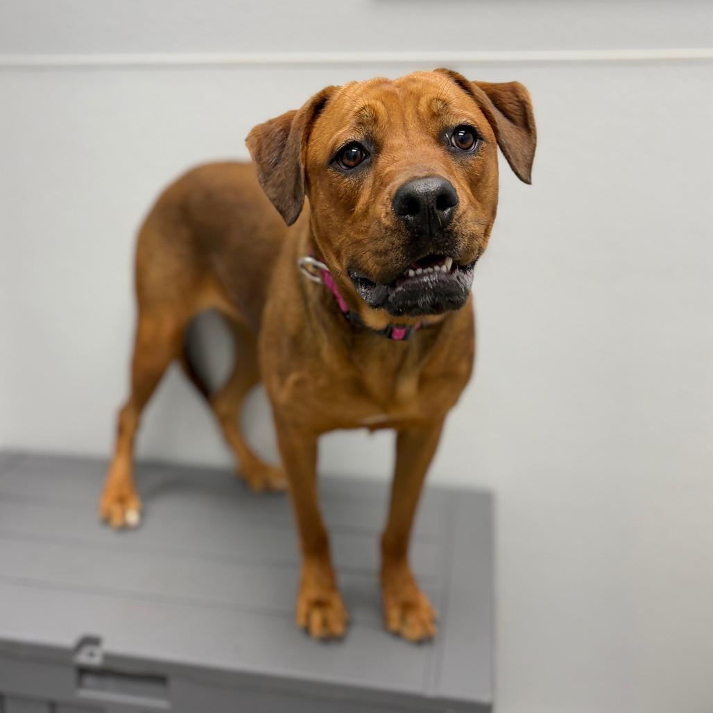 Enlarge Blossom, an adopted mixed breed in Monticello, IA image 3/6