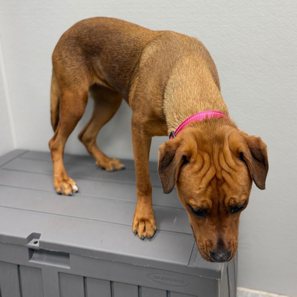 Enlarge Blossom, an adopted mixed breed in Monticello, IA image 4/6