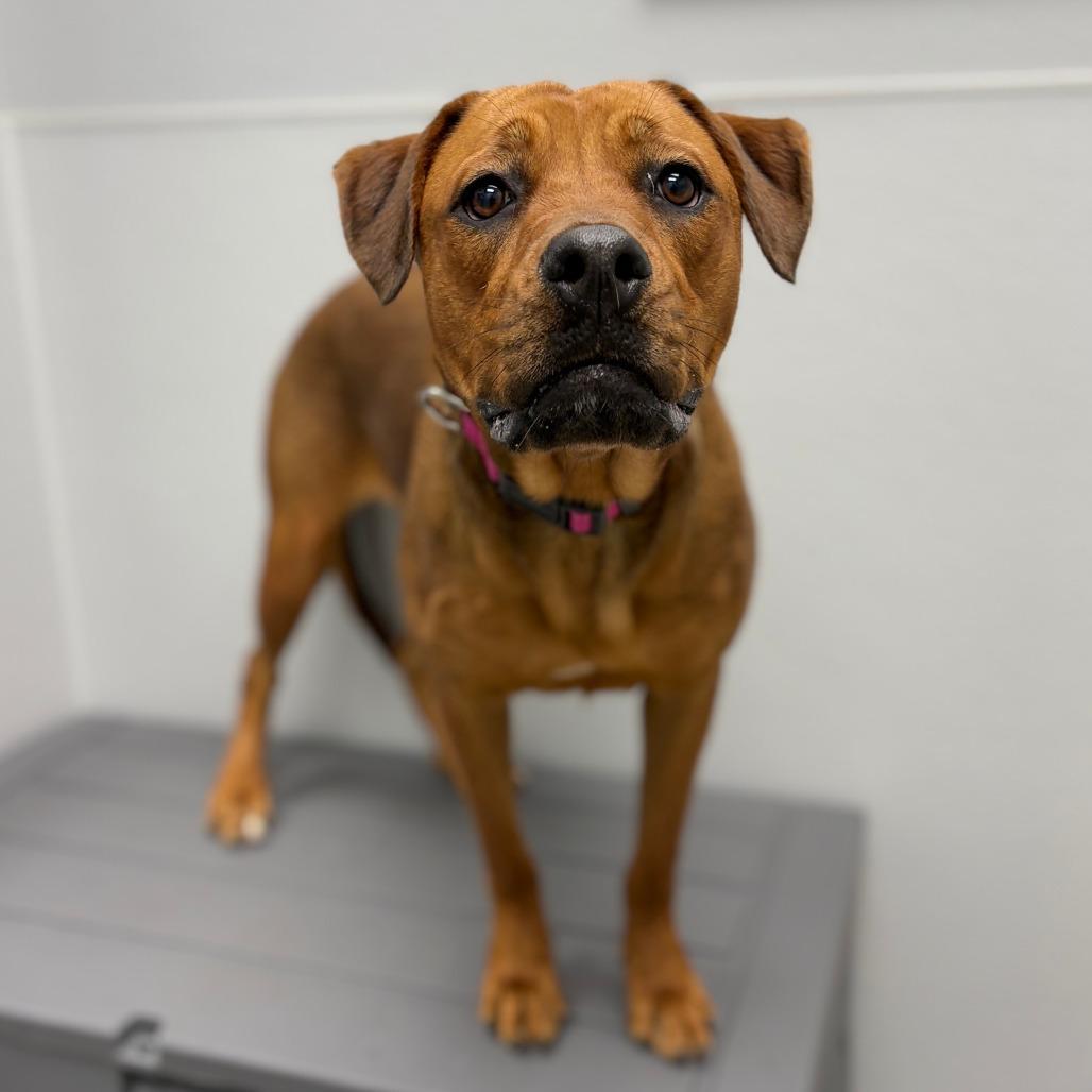 Enlarge Blossom, an adopted mixed breed in Monticello, IA image 5/6