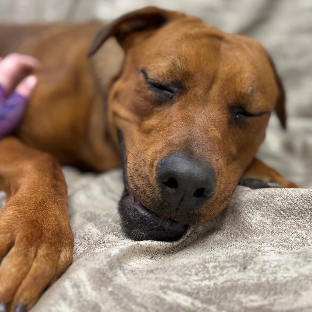 Enlarge Blossom, an adopted mixed breed in Monticello, IA image 6/6