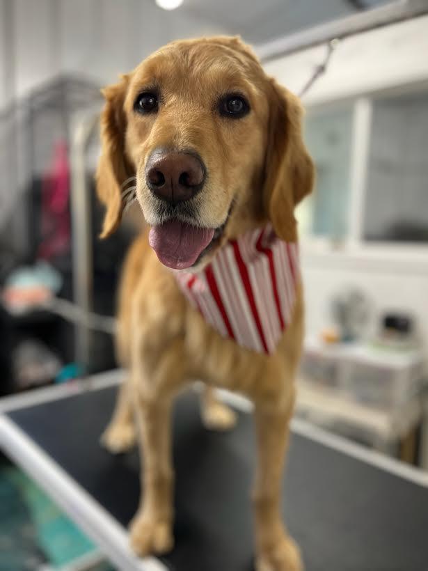 Enlarge Tessie, a Adopted Golden Retriever in Salina, UT image 1/1