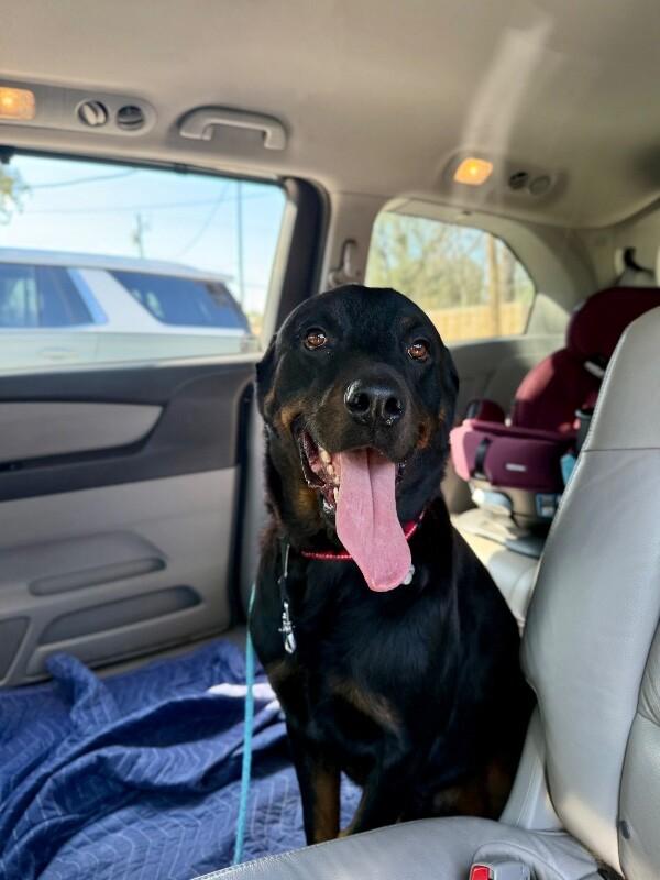 Marcus Bear The Big Gentle Love Bug — thumbnail 5