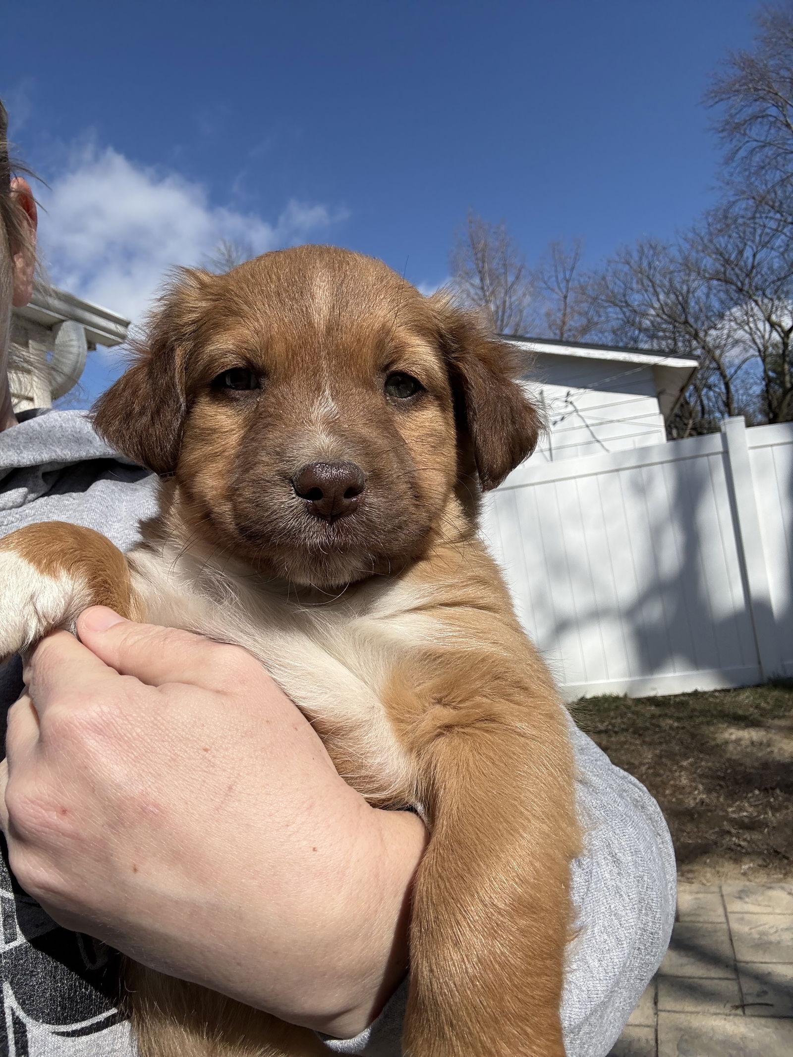 Chip, Adopted, Puppy Male Australian Shepherd & Standard Poodle.