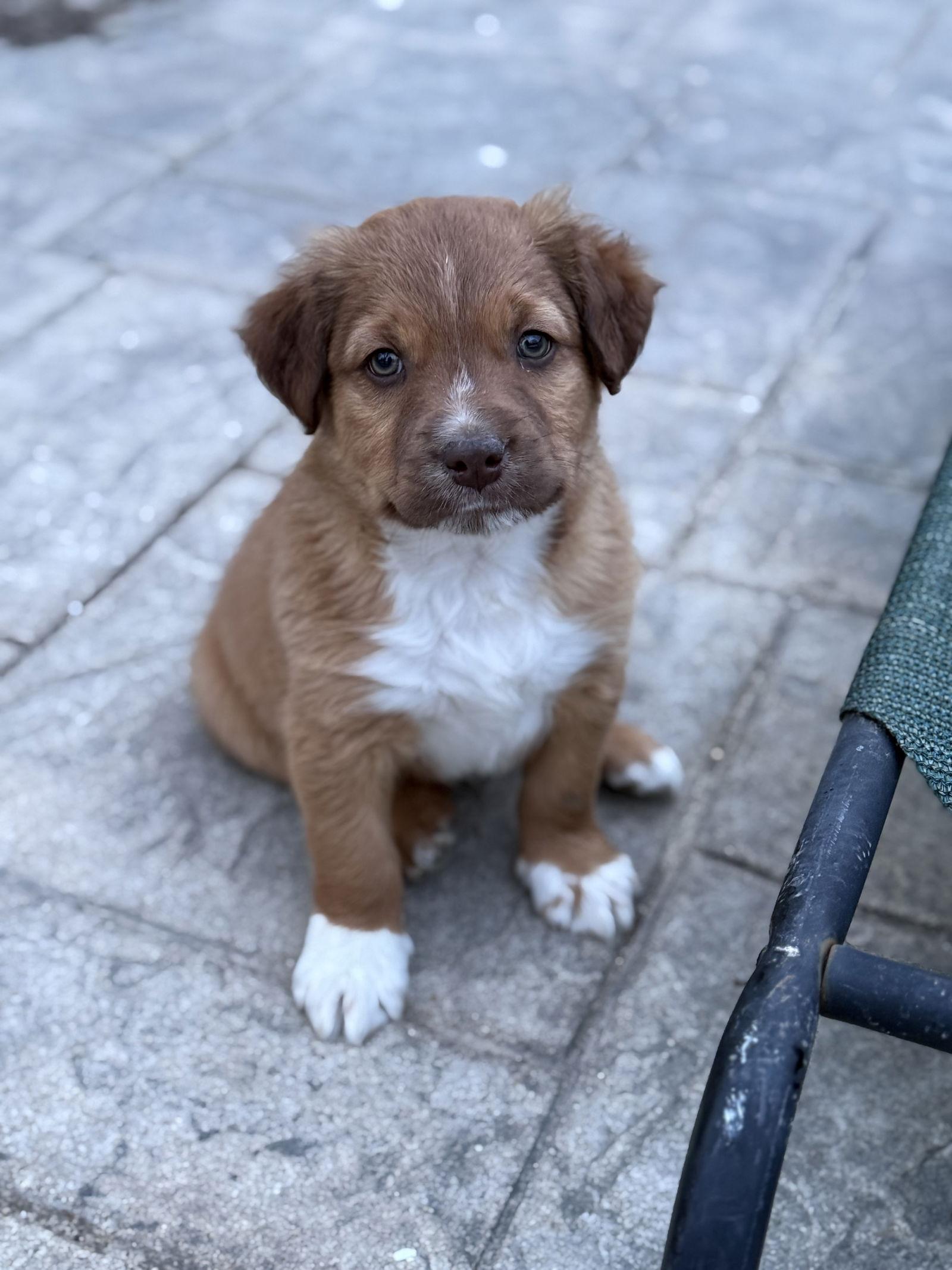 Enlarge Chip, a Adopted mixed breed in Fenton, MO image 2/3