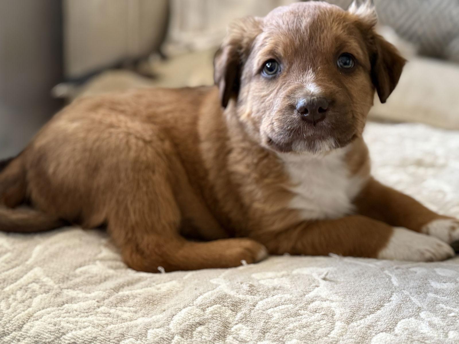 Enlarge Chip, a Adopted mixed breed in Fenton, MO image 3/3