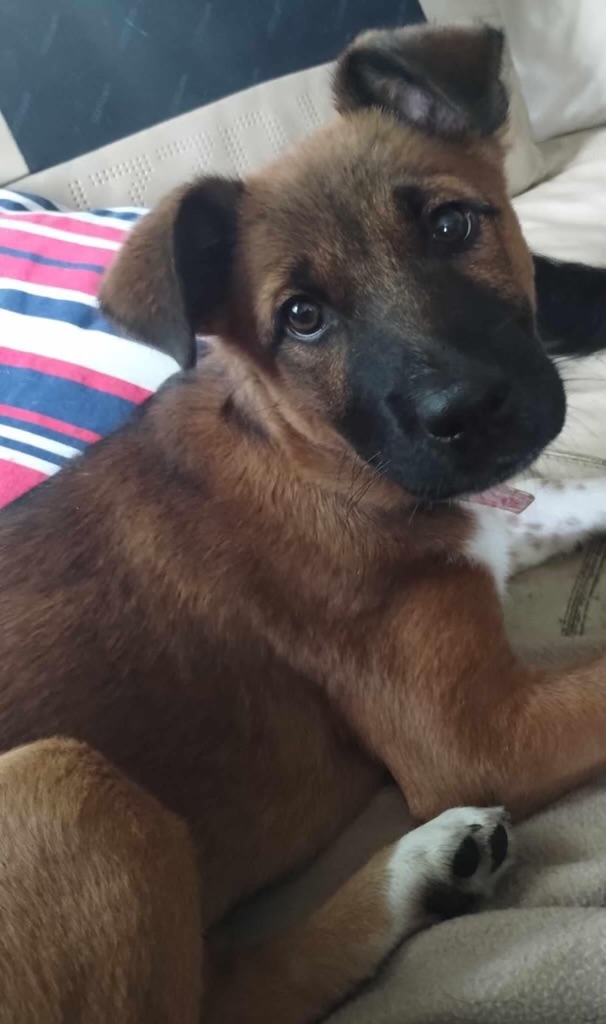 Coco, Adopted, Puppy Female Shepherd.