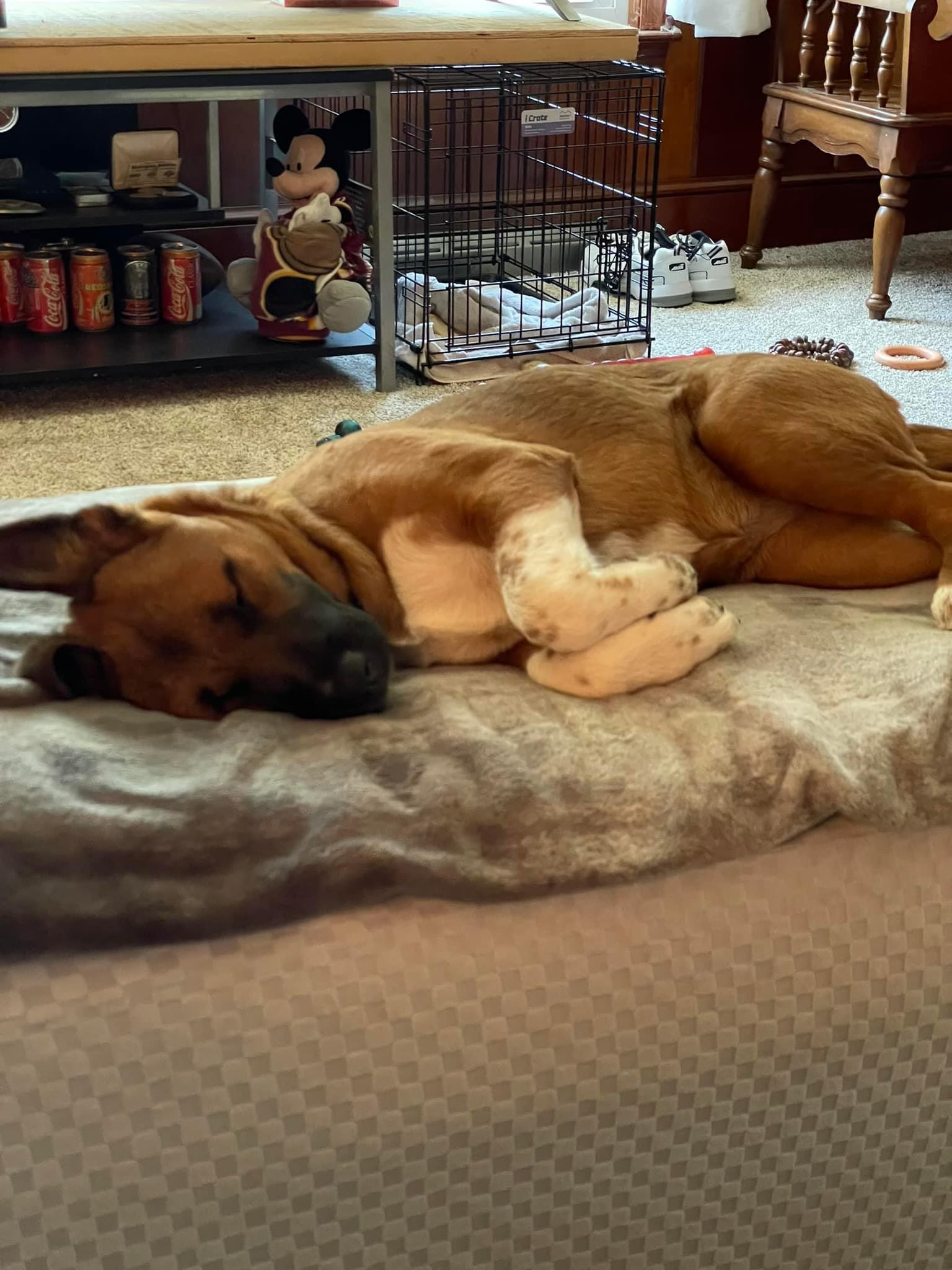 Enlarge Coco, a Adopted Shepherd in Columbia, MD image 2/6