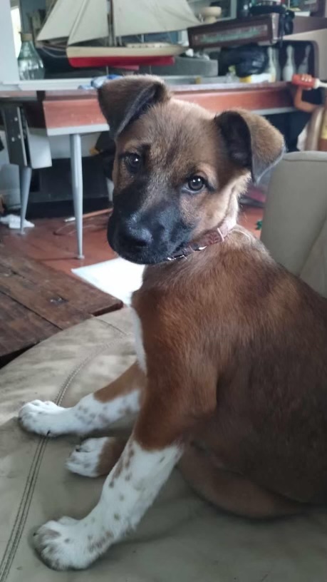 Enlarge Coco, a Adopted Shepherd in Columbia, MD image 3/6