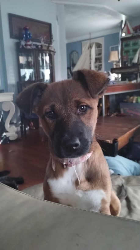 Enlarge Coco, a Adopted Shepherd in Columbia, MD image 4/6