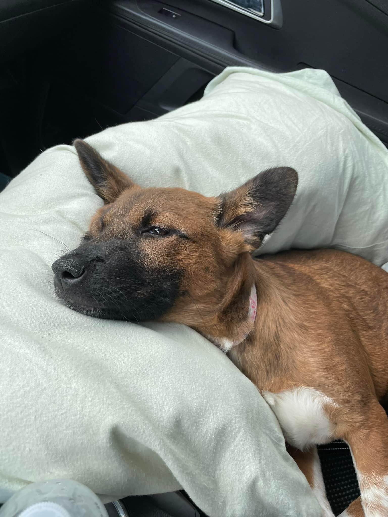 Enlarge Coco, a Adopted Shepherd in Columbia, MD image 5/6