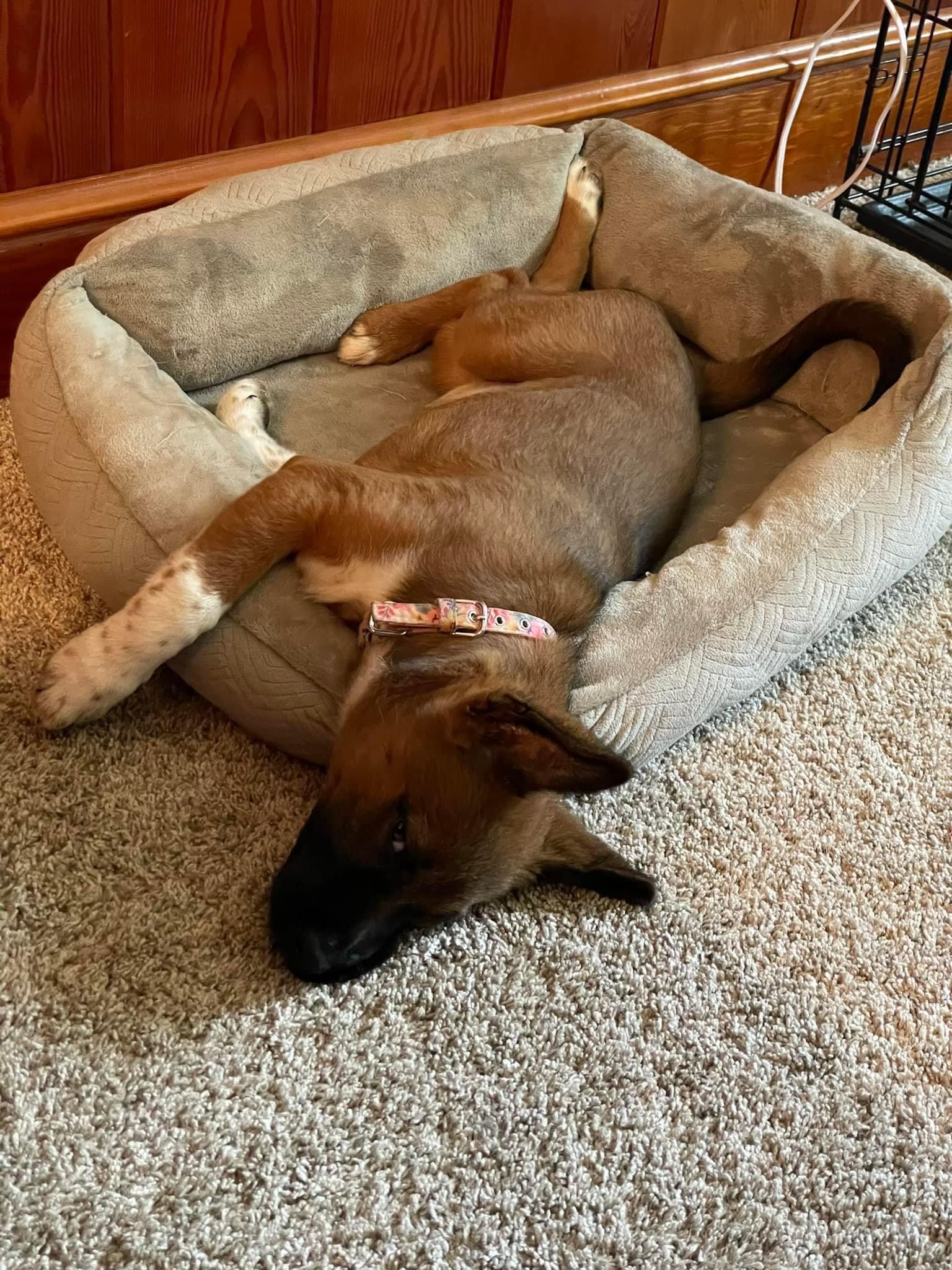 Enlarge Coco, a Adopted Shepherd in Columbia, MD image 6/6