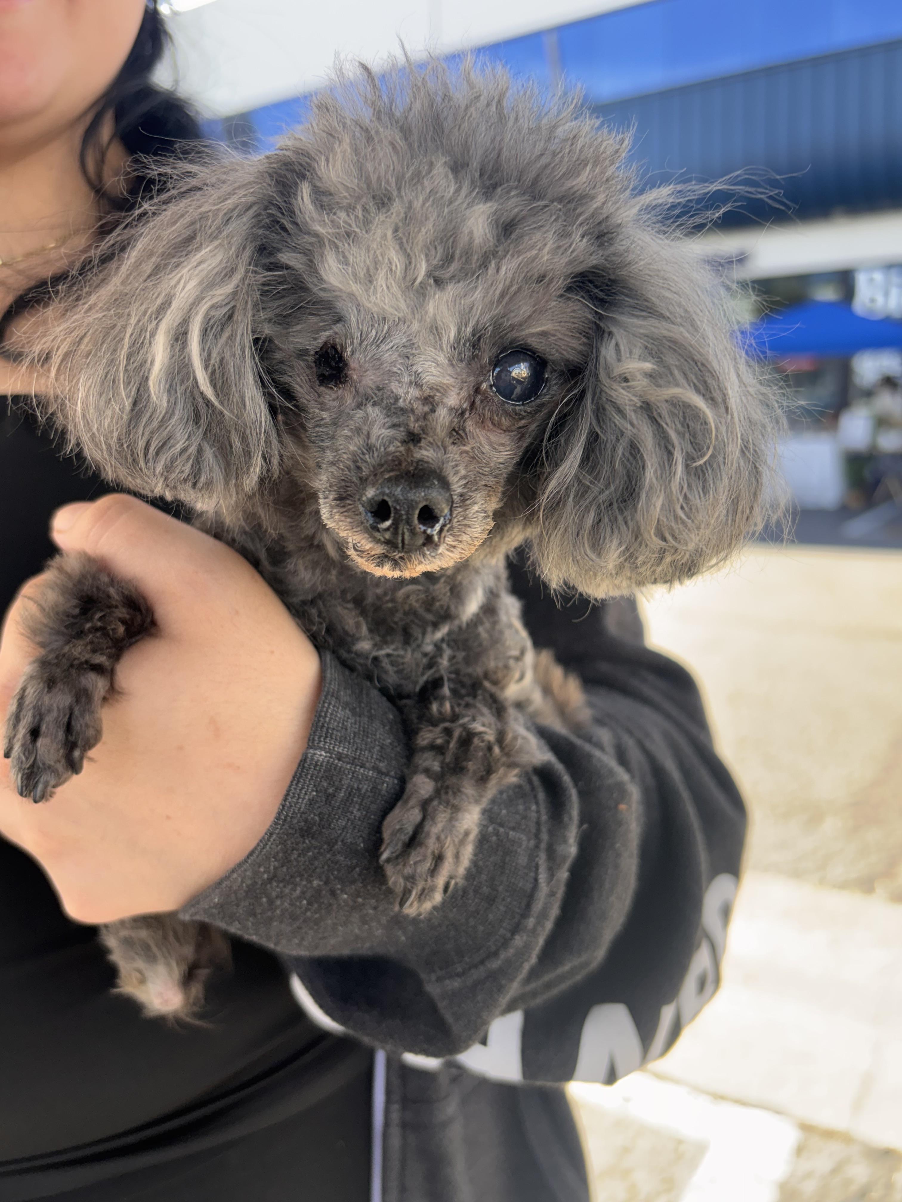 Millie, an adoption pending Poodle (Toy) in Corona, CA image 3/3
