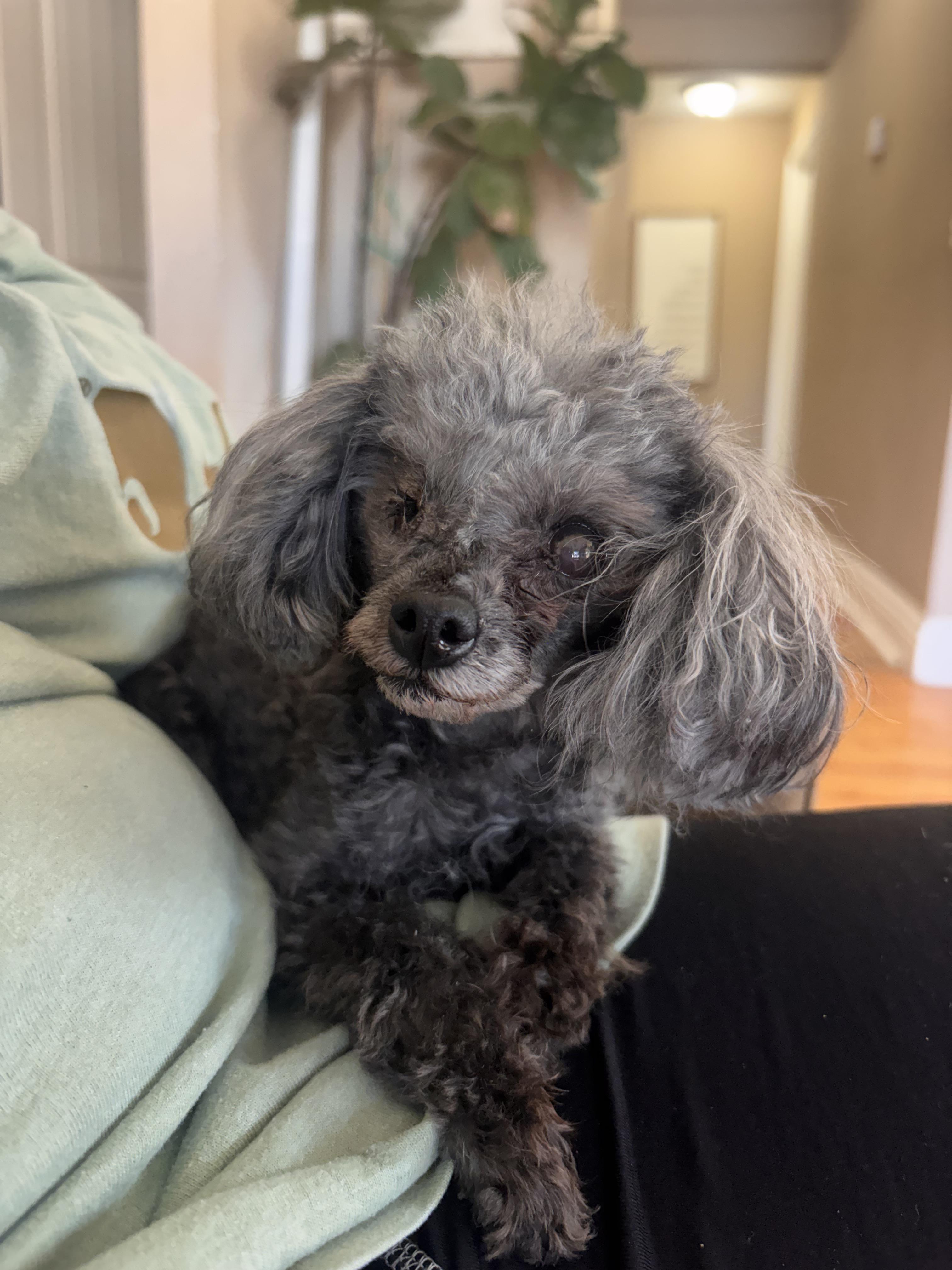 Millie, an adoption pending Poodle (Toy) in Corona, CA image 1/3