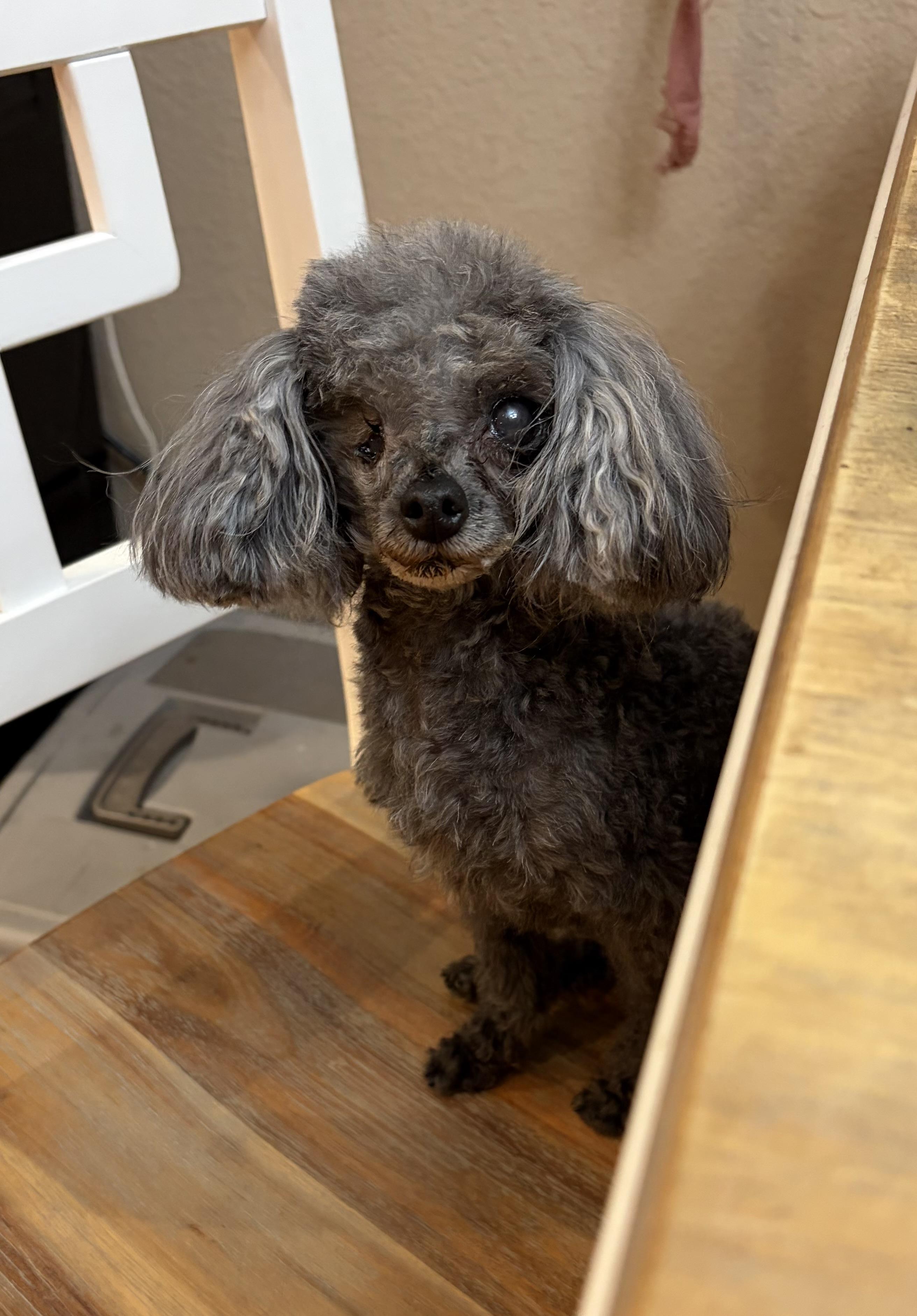 Millie, an adoption pending Poodle (Toy) in Corona, CA image 2/3