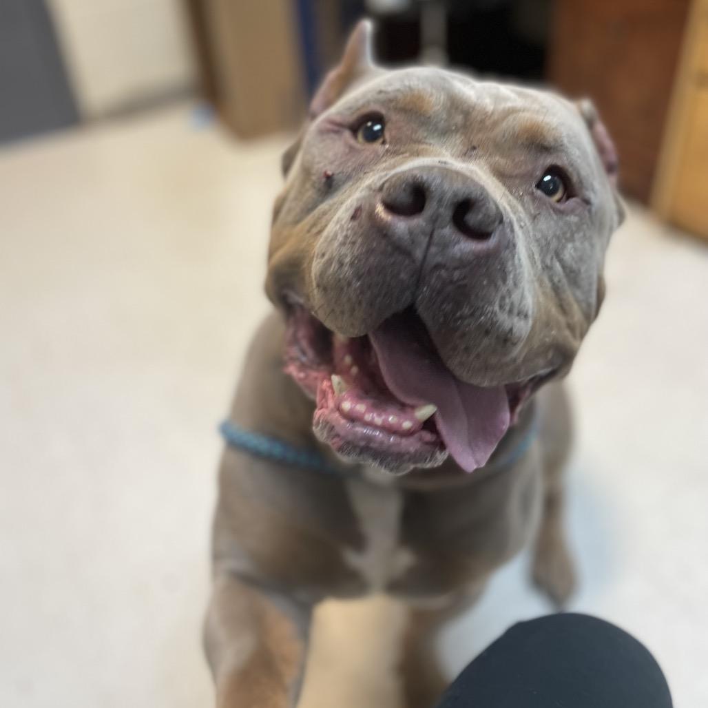 Megalodon thumbnail 2