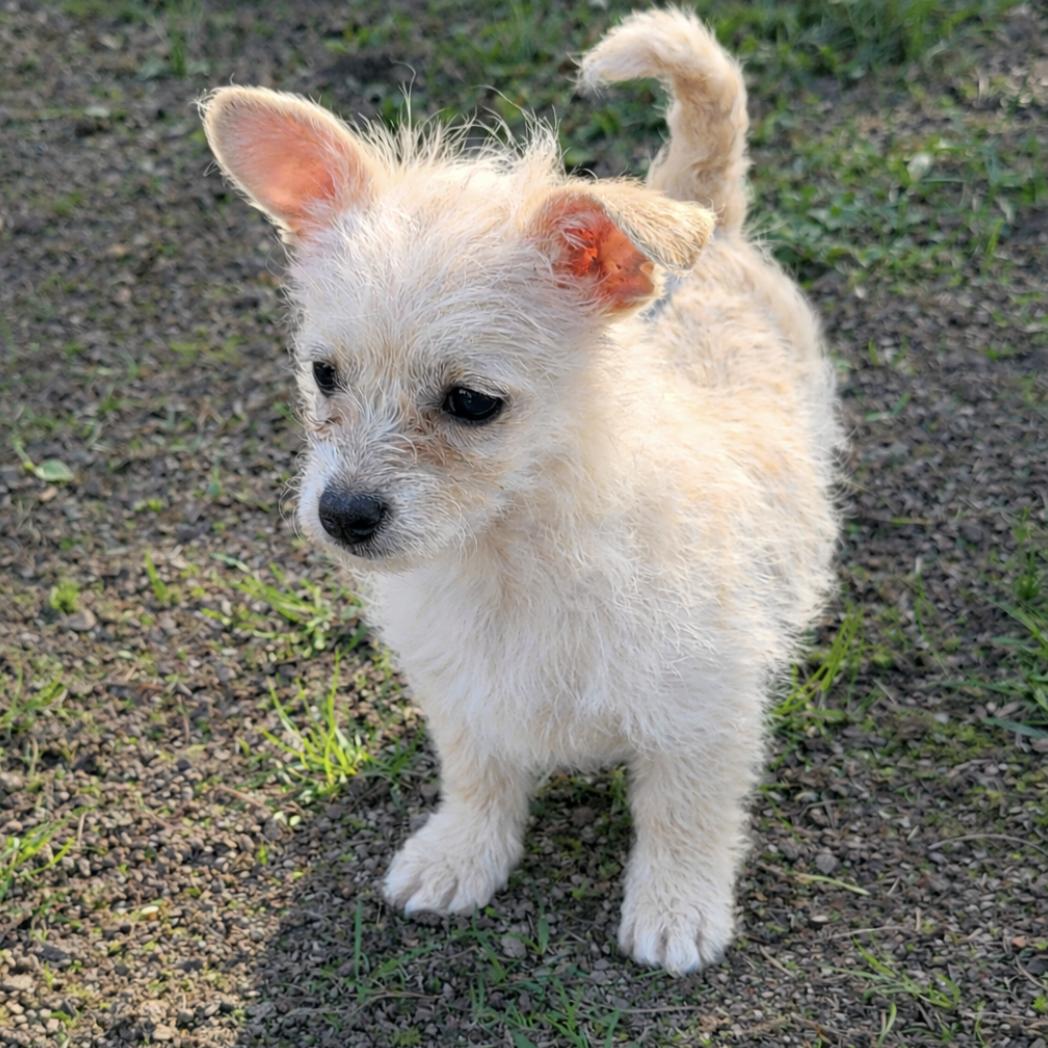 Enlarge Pearl, an adopted mixed breed in Puyallup, WA image 2/3