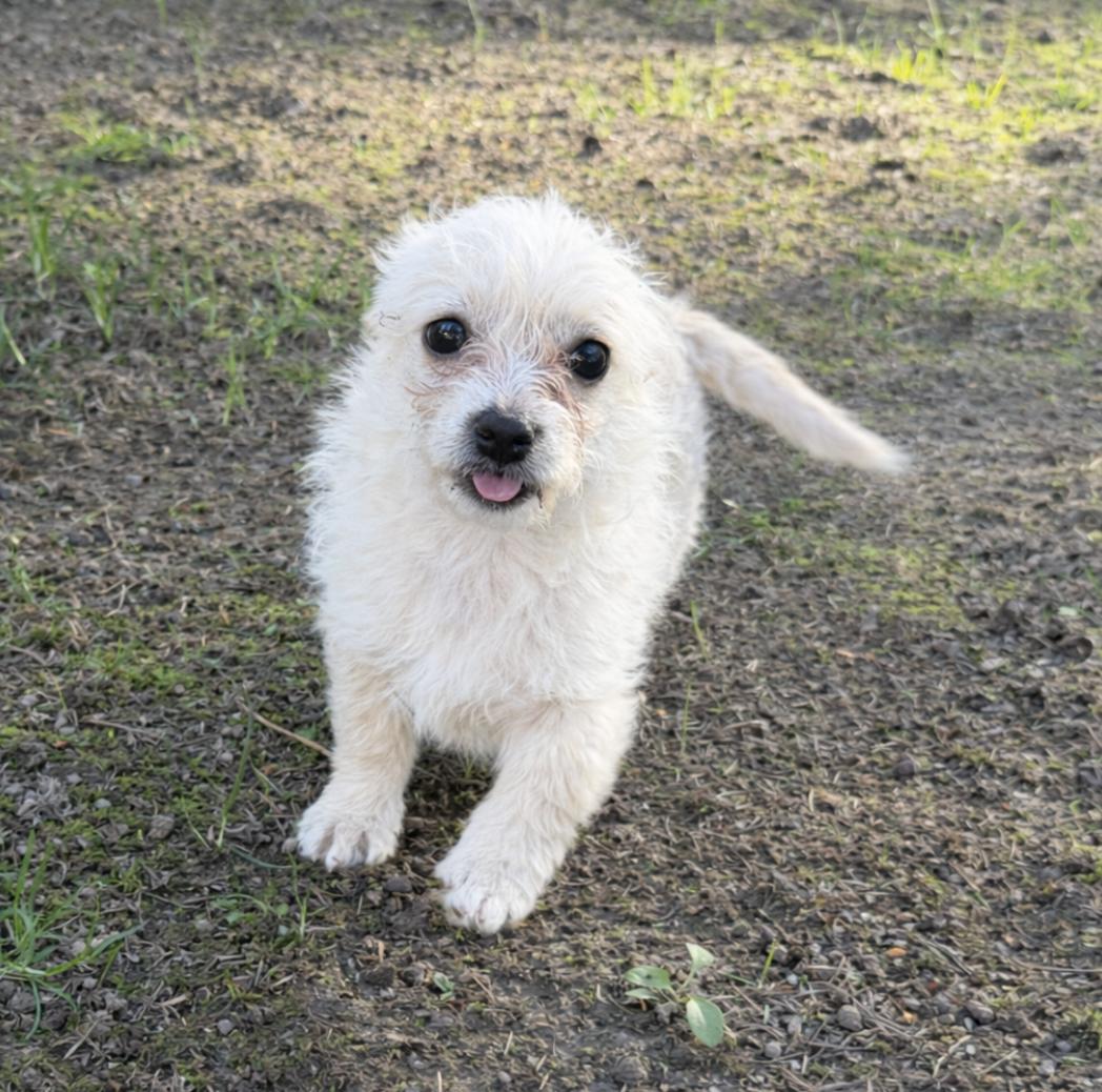 Enlarge Pearl, an adopted mixed breed in Puyallup, WA image 3/3
