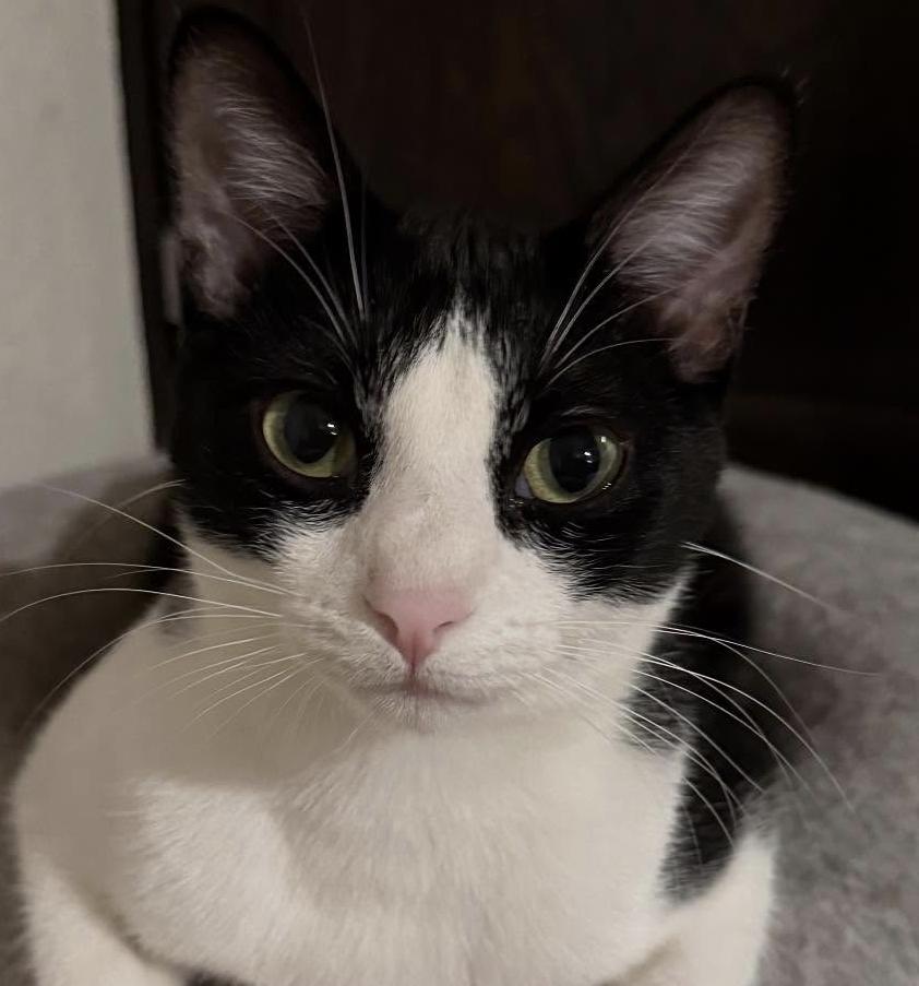 Rico - 20% Off Adoption Fees for kittens 6 months and older - 25+ to choose from, ADOPTABLE, Young Male American Shorthair.