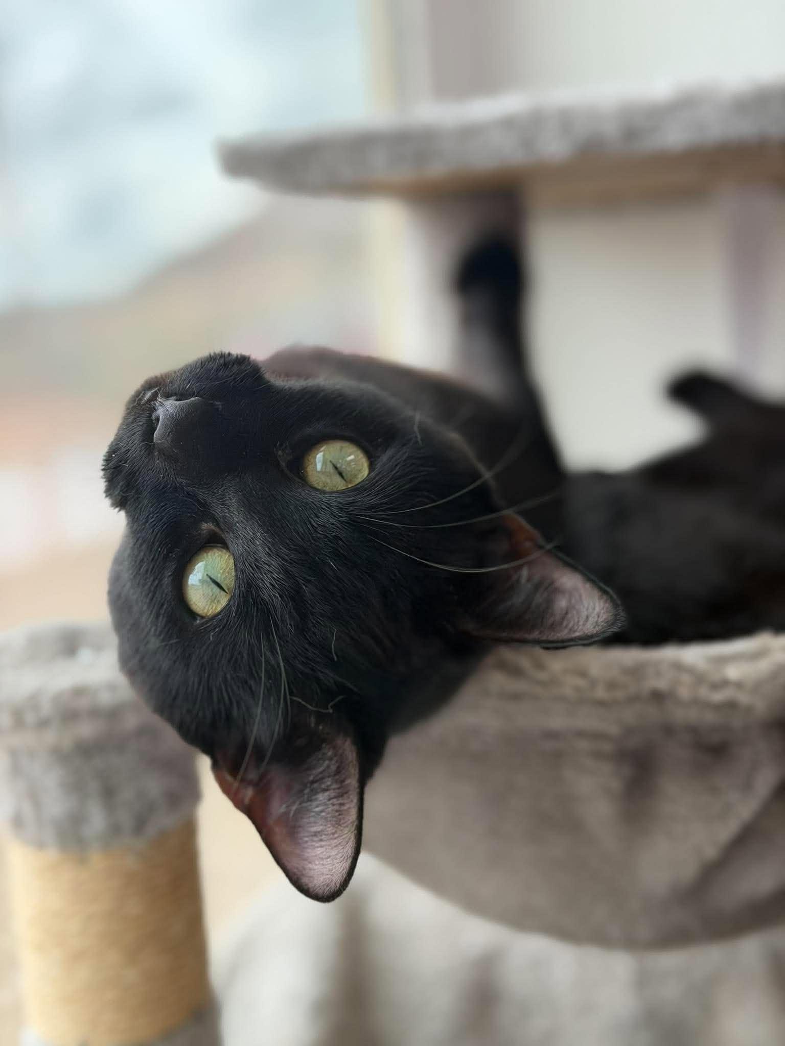 Enlarge Mr. Black, a Adoptable Domestic Short Hair in Roosevelt, UT image 3/4